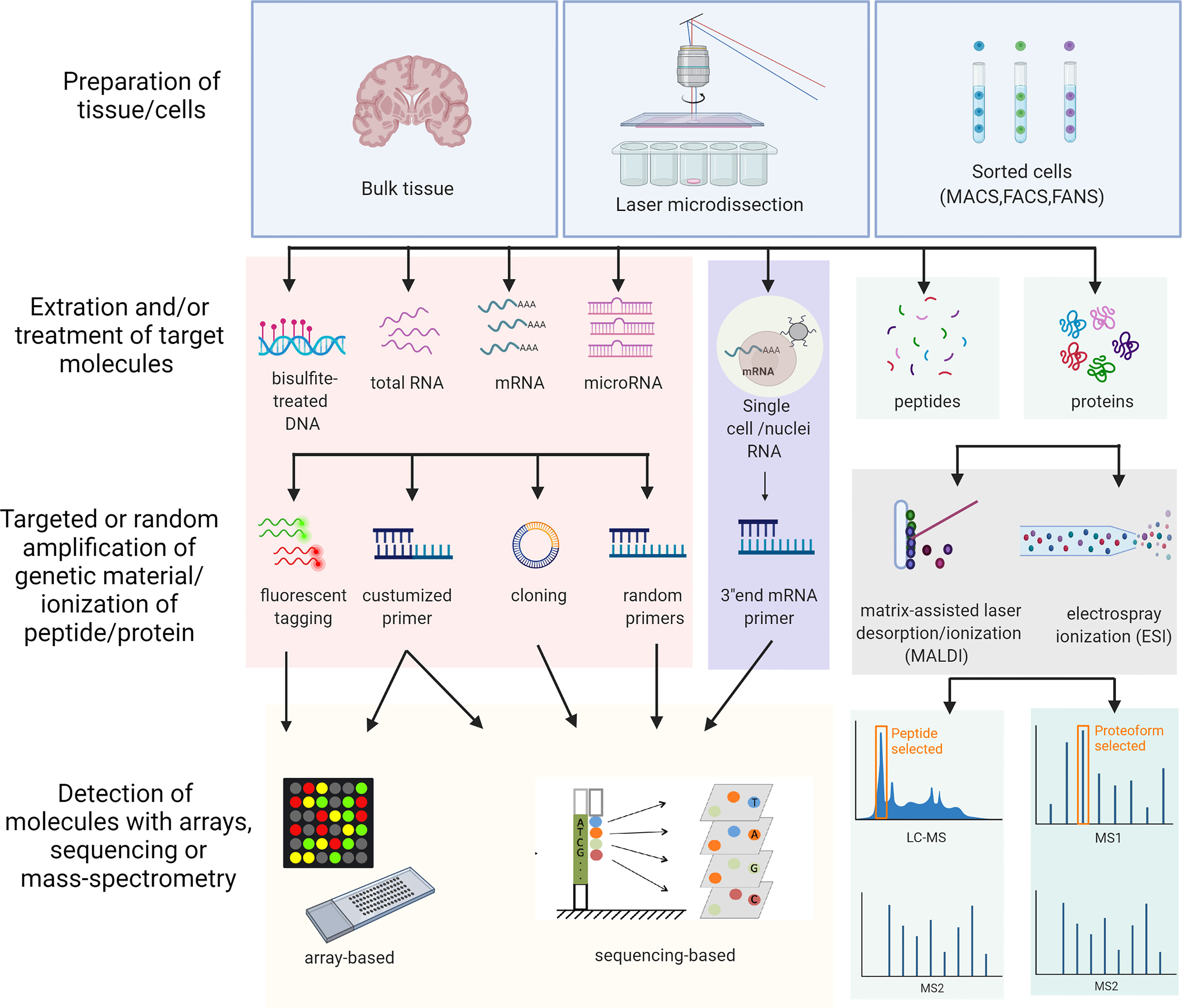 Frontiers  Single-cell detection of primary transcripts, their