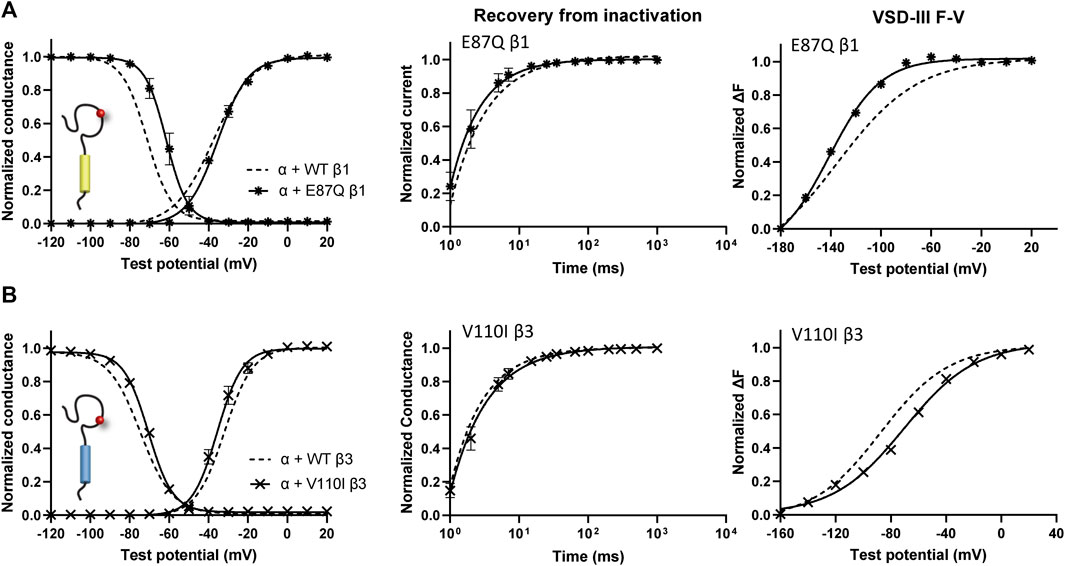 Differential Effects of R(-)-Mexiletine(-) mexiletine on Cloned Neuronal  and Cardiac Sodium Channel ? Subunits