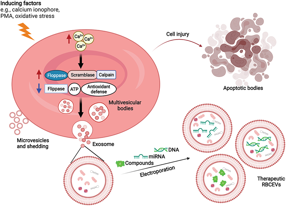 Membrane Oxidation in Cell Delivery and Cell Killing Applications