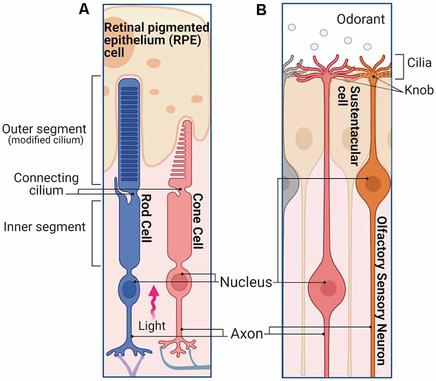 identify the main causes of sensory loss