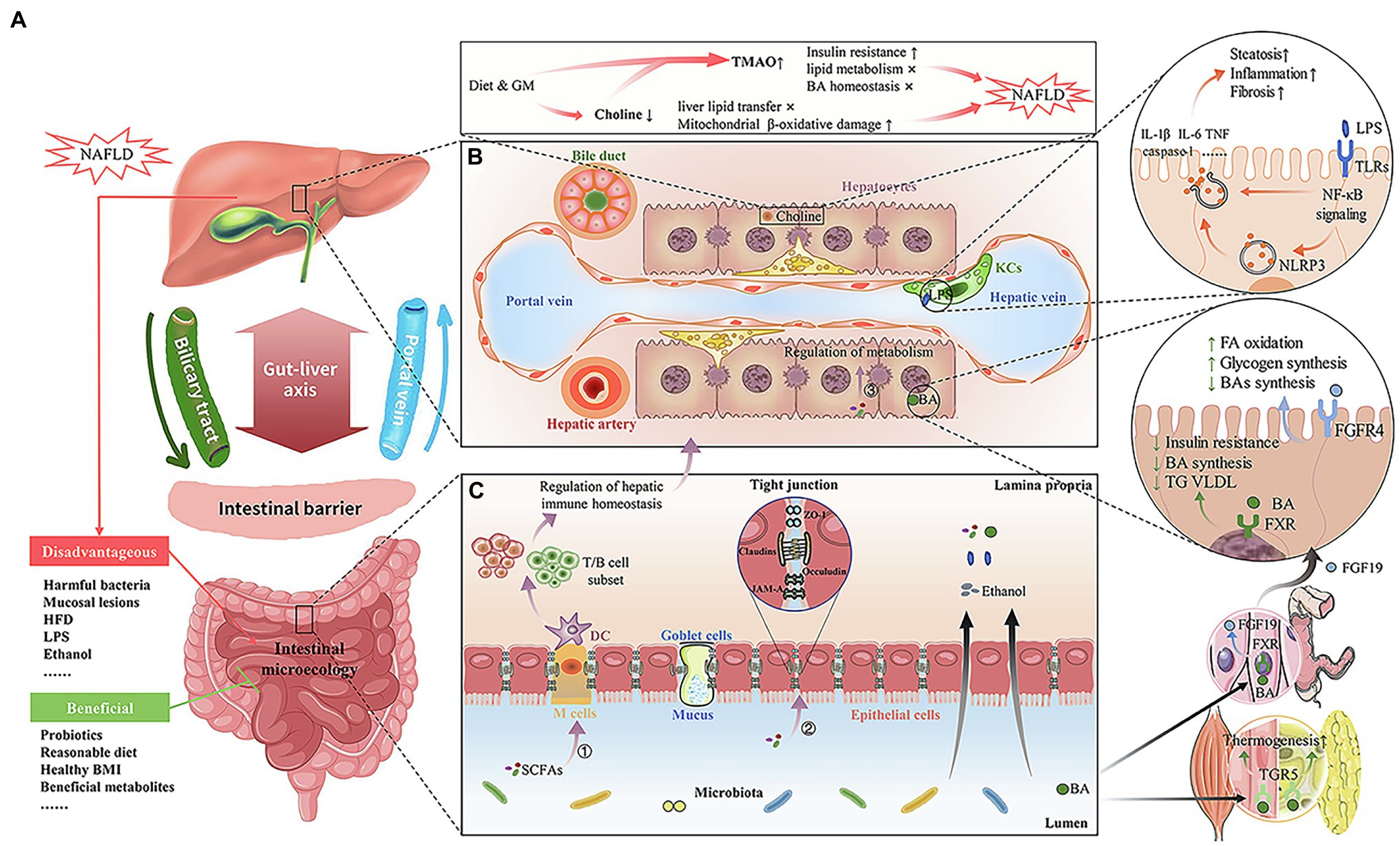 Frontiers Gut Microbiome Mediated Alteration Of Immunity