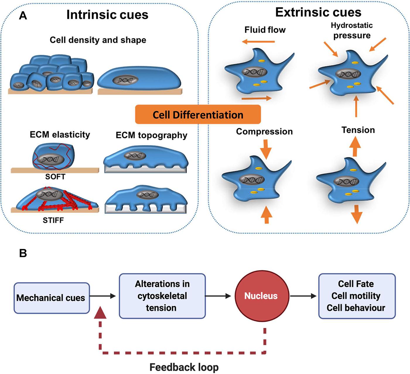 Differential cellular stiffness contributes to tissue elongation on an  expanding surface