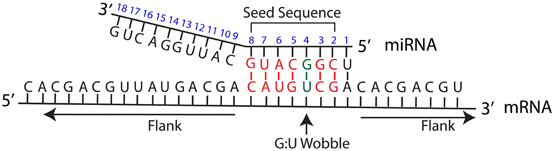 Frontiers Common Features Of Microrna Target Prediction Tools Genetics