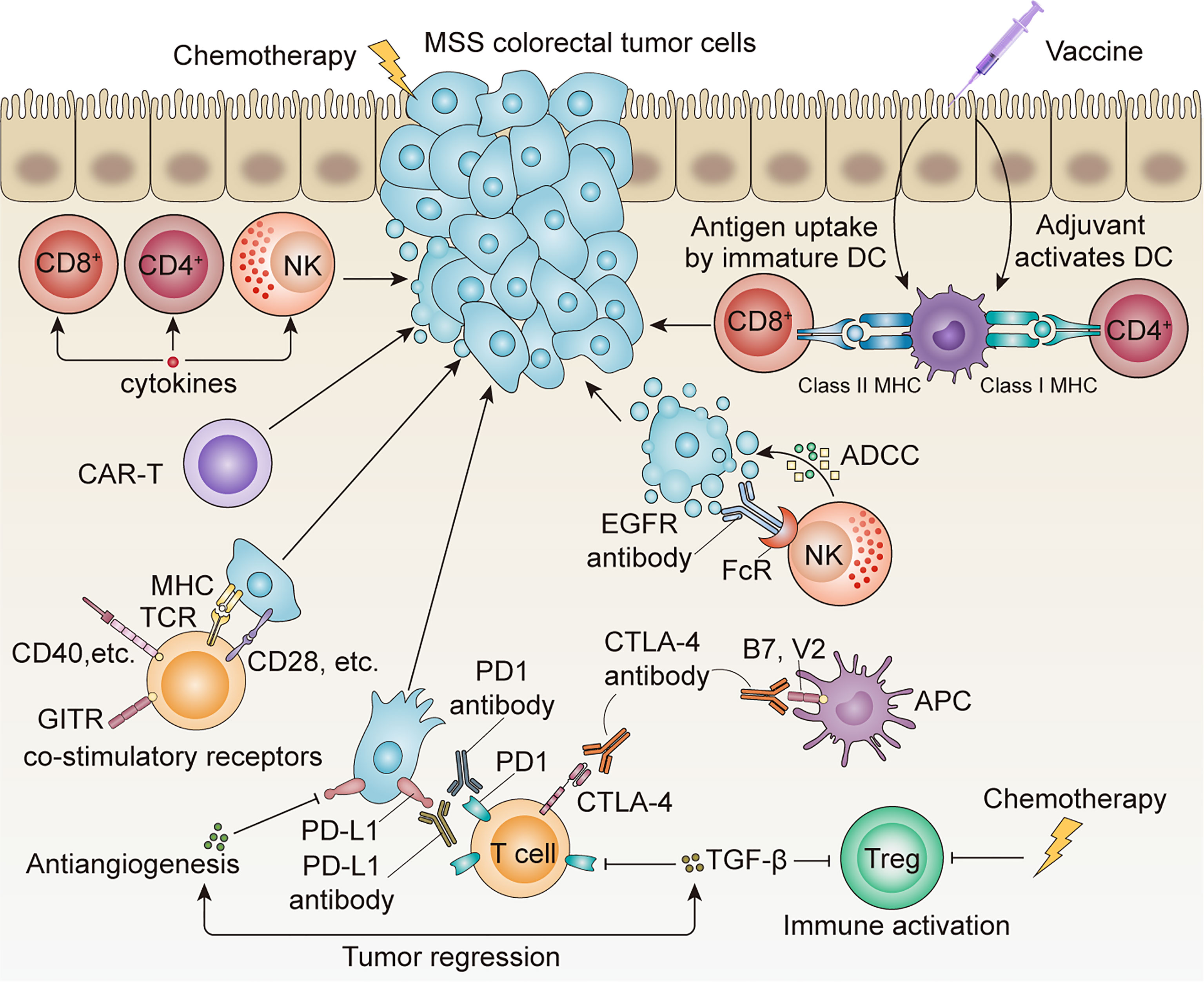 Frontiers Clinical Application Of Adaptive Immune Therapy In MSS 