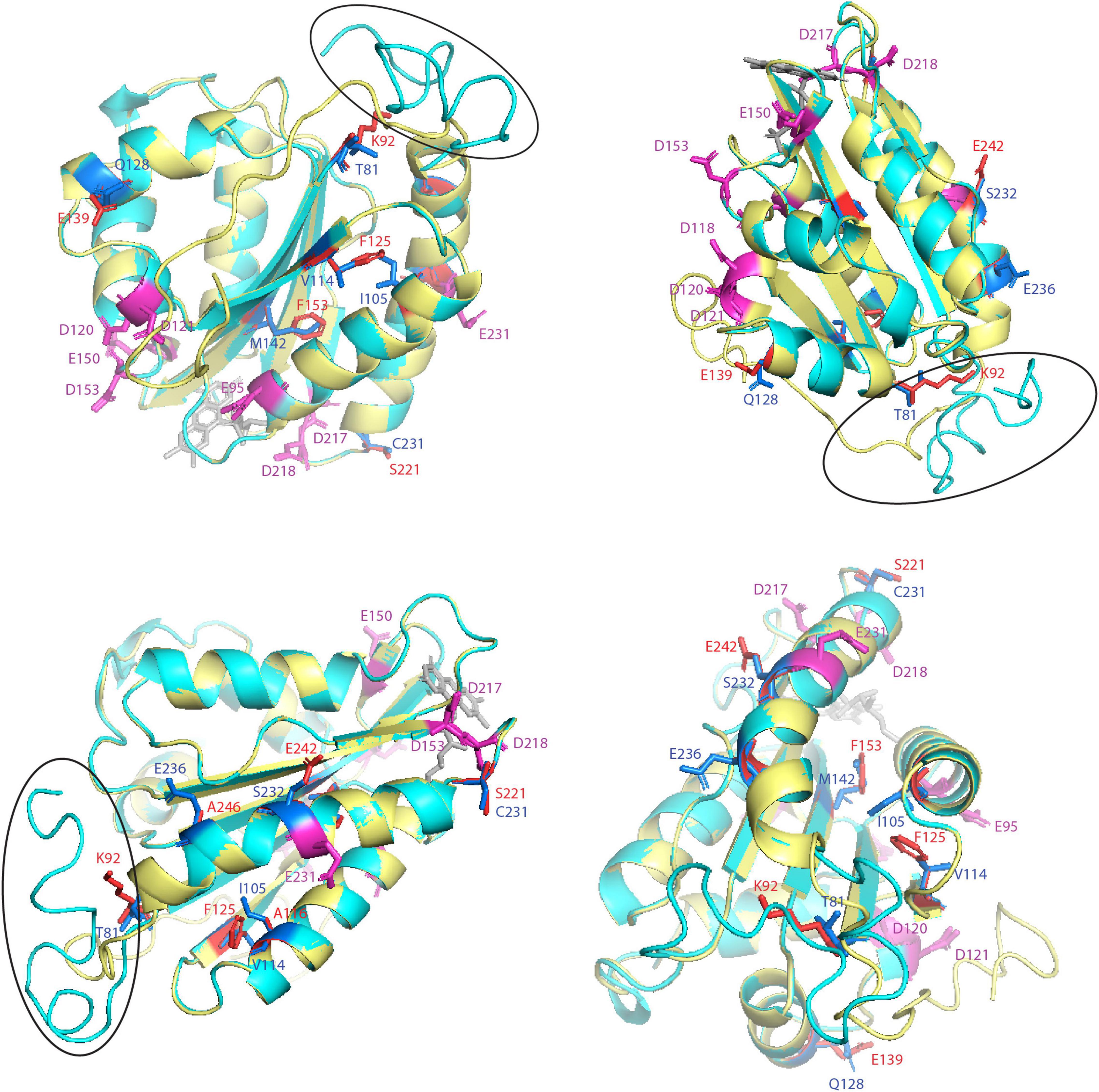 Development of an efficient transient expression system for Siraitia  grosvenorii fruit and functional characterization of two NADPH-cytochrome  P450 reductases - ScienceDirect