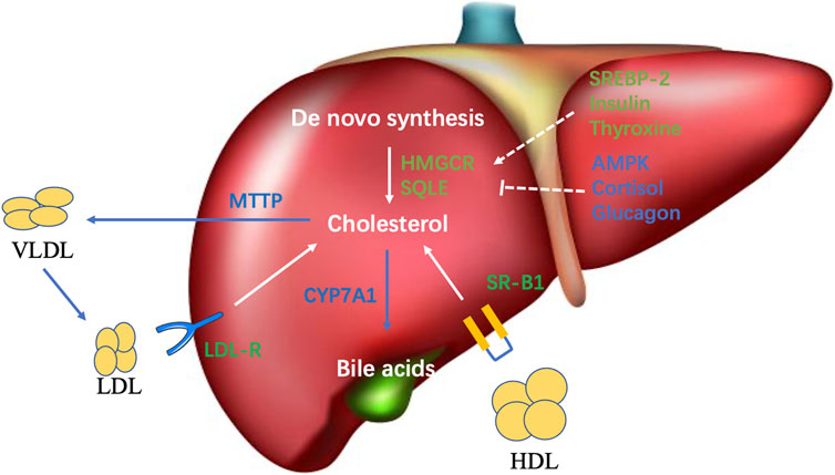 Bajo hdl colesterol