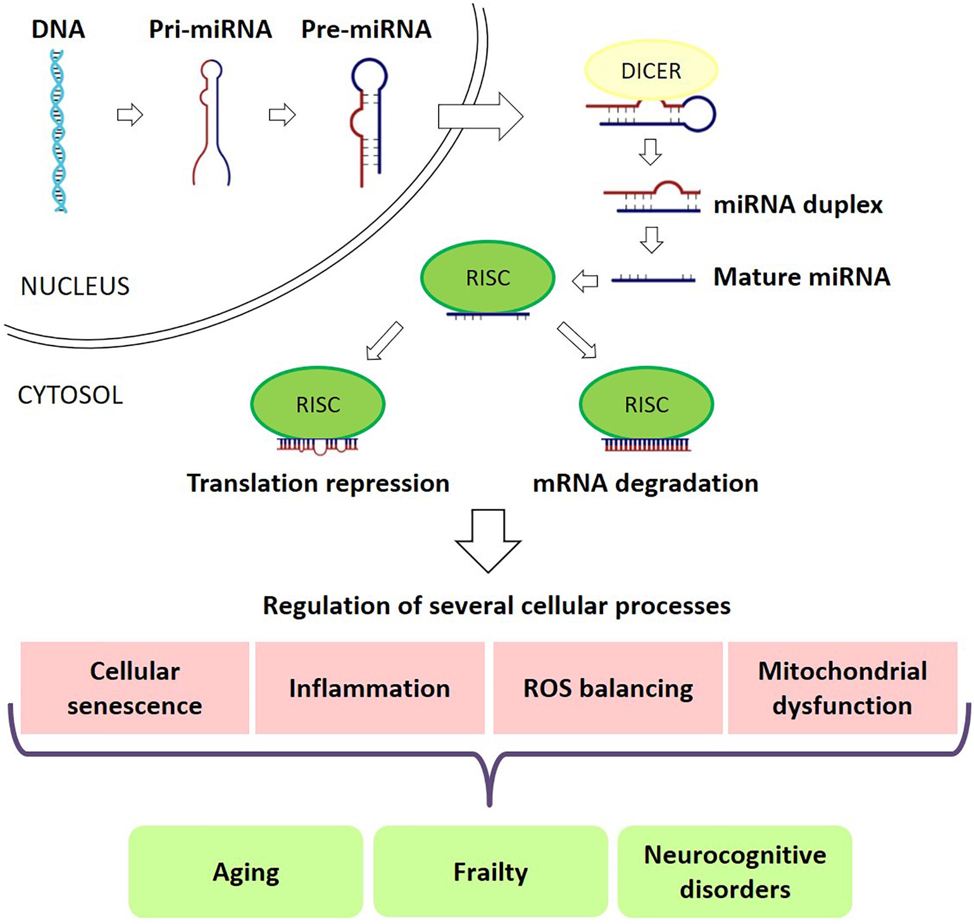 MicroRNA-30e-5p has an Integrated Role in the Regulation of the