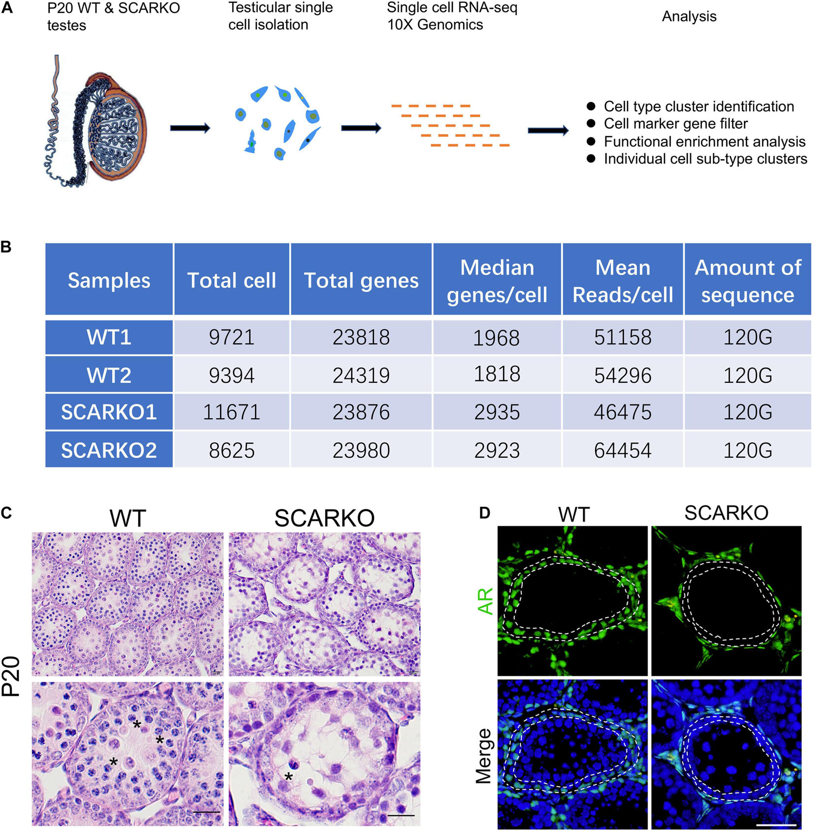 Frontiers Single Cell Rna Sequencing Defines The Regulation Of