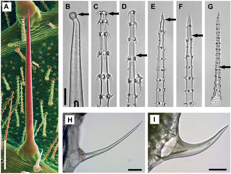 Frontiers  Distribution of Biominerals and Mineral-Organic Composites in  Plant Trichomes