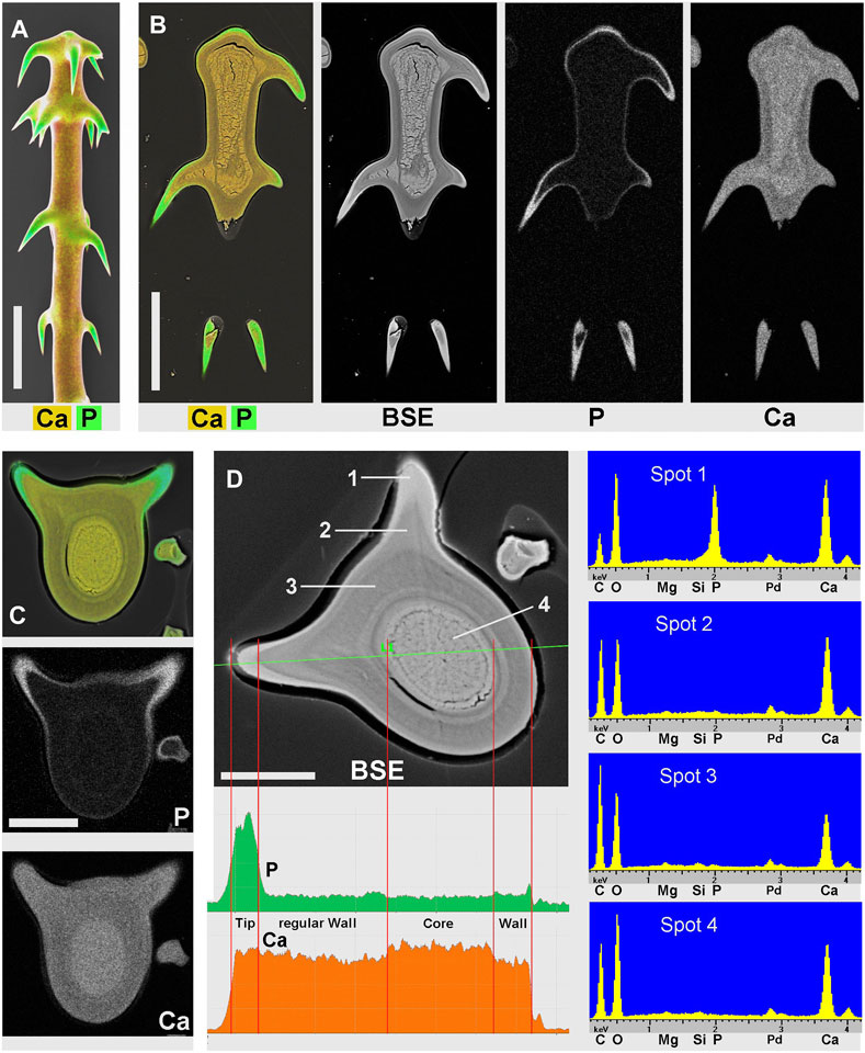 Frontiers  Distribution of Biominerals and Mineral-Organic Composites in  Plant Trichomes