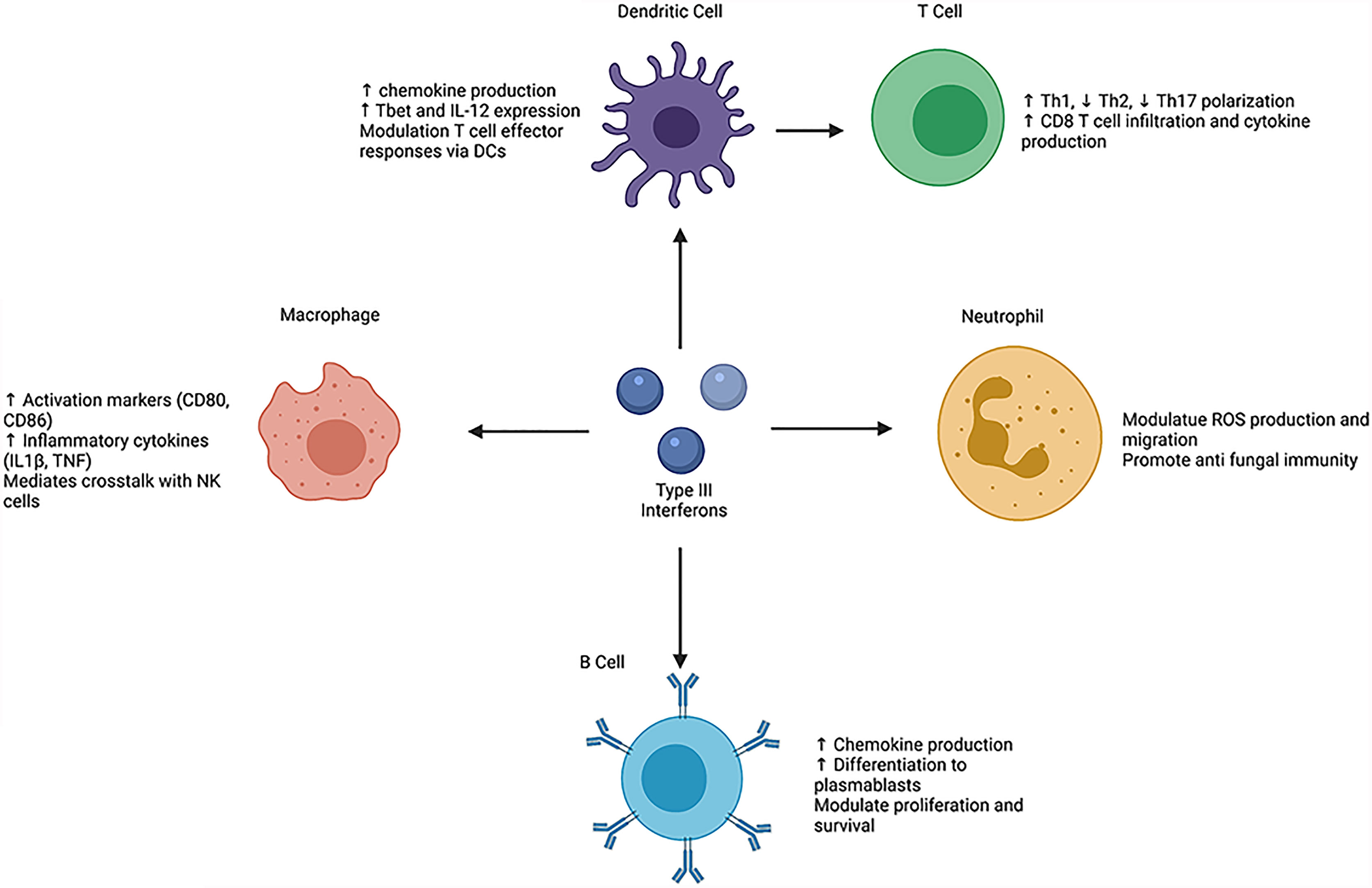 Frontiers | Type III Interferons: Emerging Roles in Autoimmunity