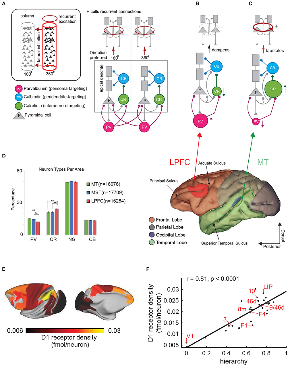 Frontiers Neural Substrates Of Visual Perception And Working Memory Two Sides Of The Same Coin Or Two Different Coins