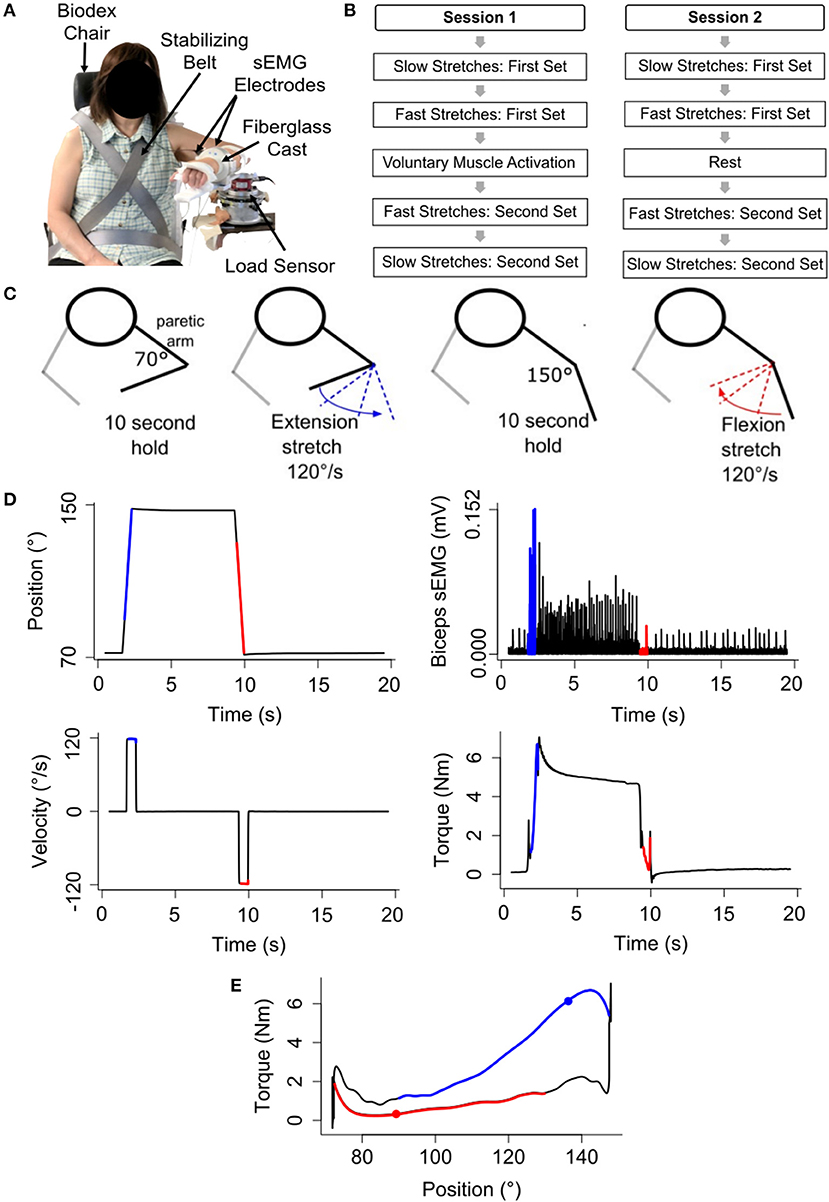 Acute effects of neuromuscular electrical stimulation on cortical dynamics  and reflex activation