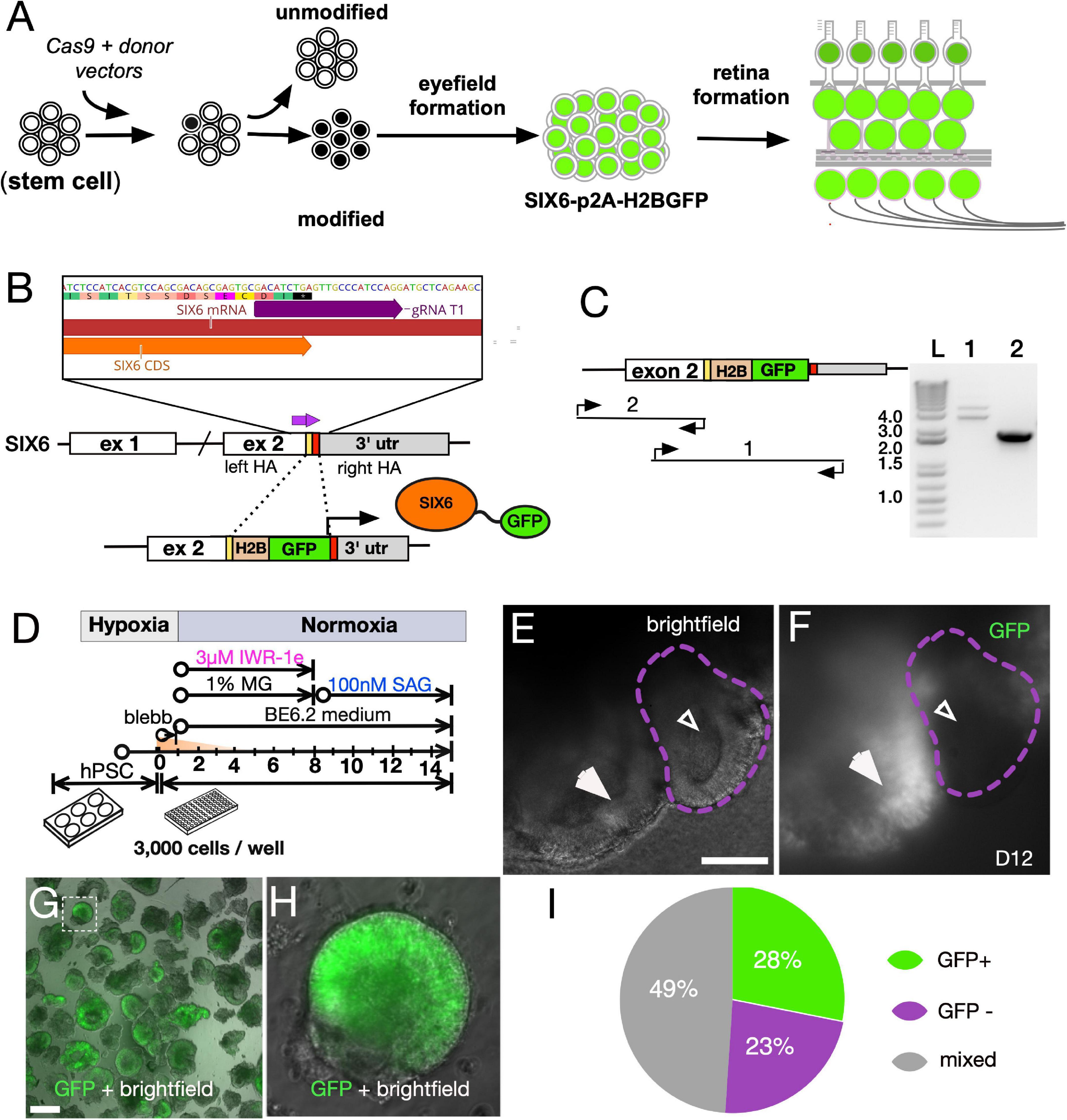 Frontiers  Exploring the Retinal Binding Cavity of