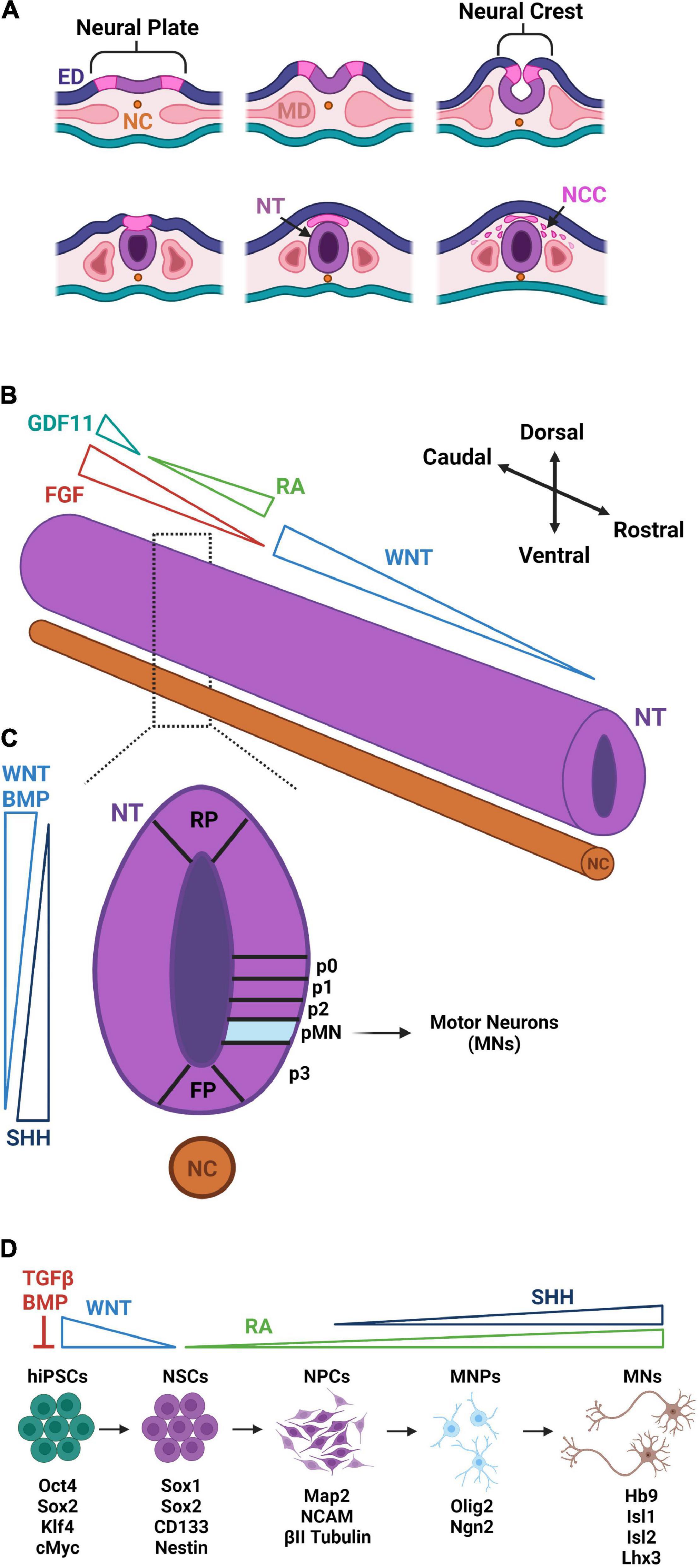 Frontiers  Neuromuscular Electrical Stimulation: A New Therapeutic Option  for Chronic Diseases Based on Contraction-Induced Myokine Secretion