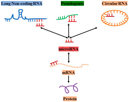 Frontiers  MicroRNAs, long non-coding RNAs, and circular RNAs and