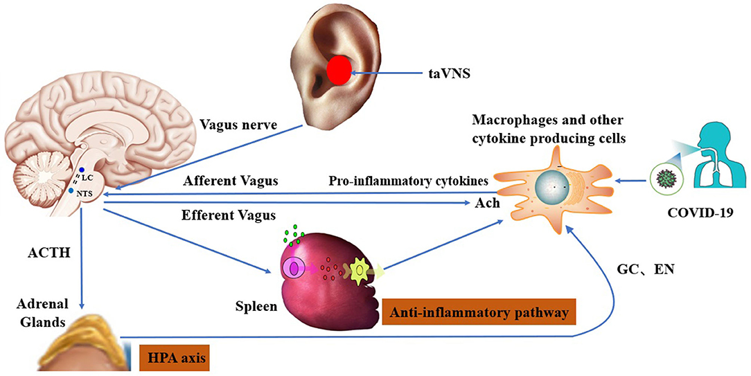 Frontiers | Use of Transcutaneous Auricular Vagus Nerve Stimulation as ...