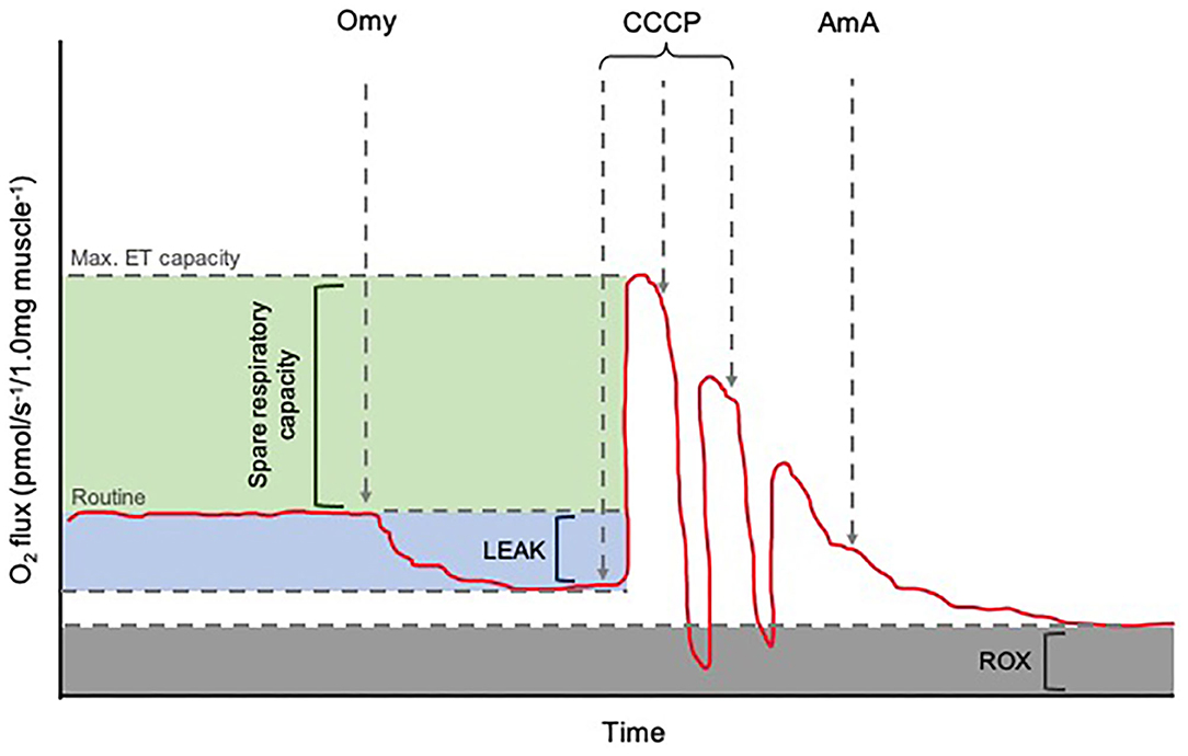 ROUTINE respiration - Bioblast