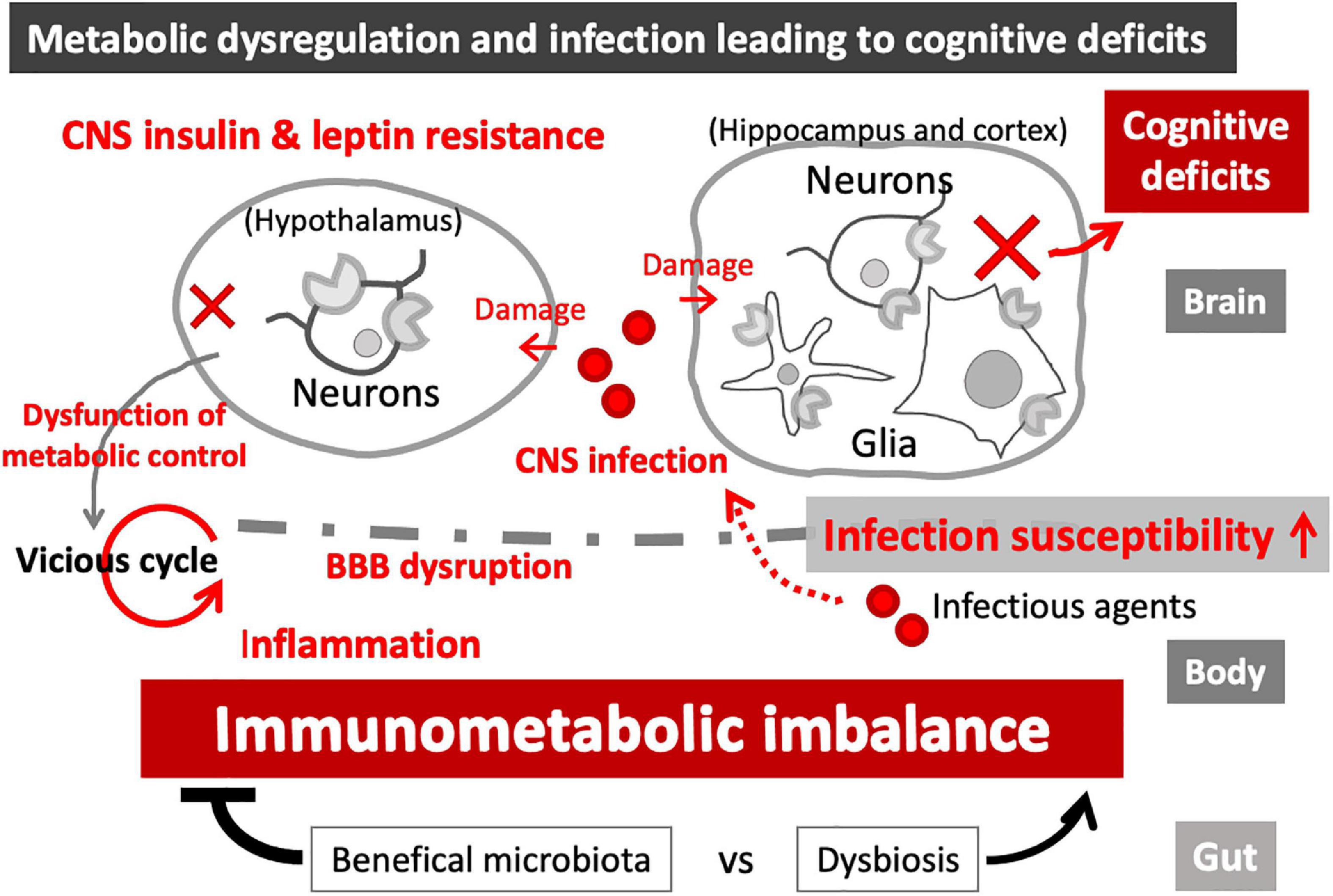 Lynch Lab  Immunometabolism at the Crossroads of Obesity and