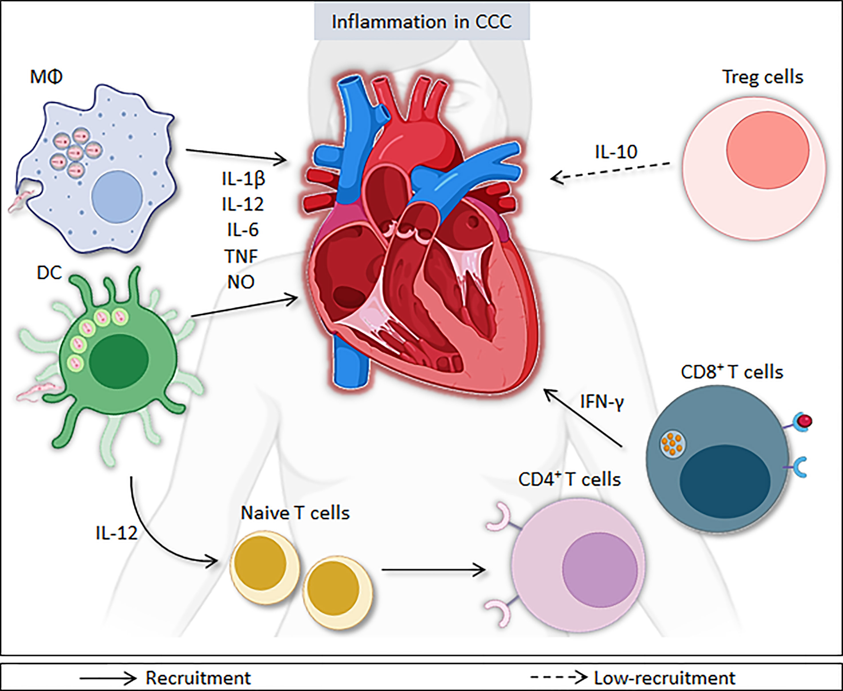 Frontiers  Comparative microRNA profiling of Trypanosoma cruzi infected  human cells