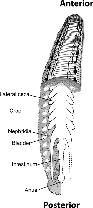 leech adaptations