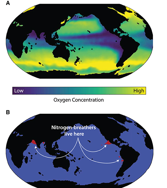 Figure 2 - (A) Concentrations of oxygen in the ocean at 270 m depth.