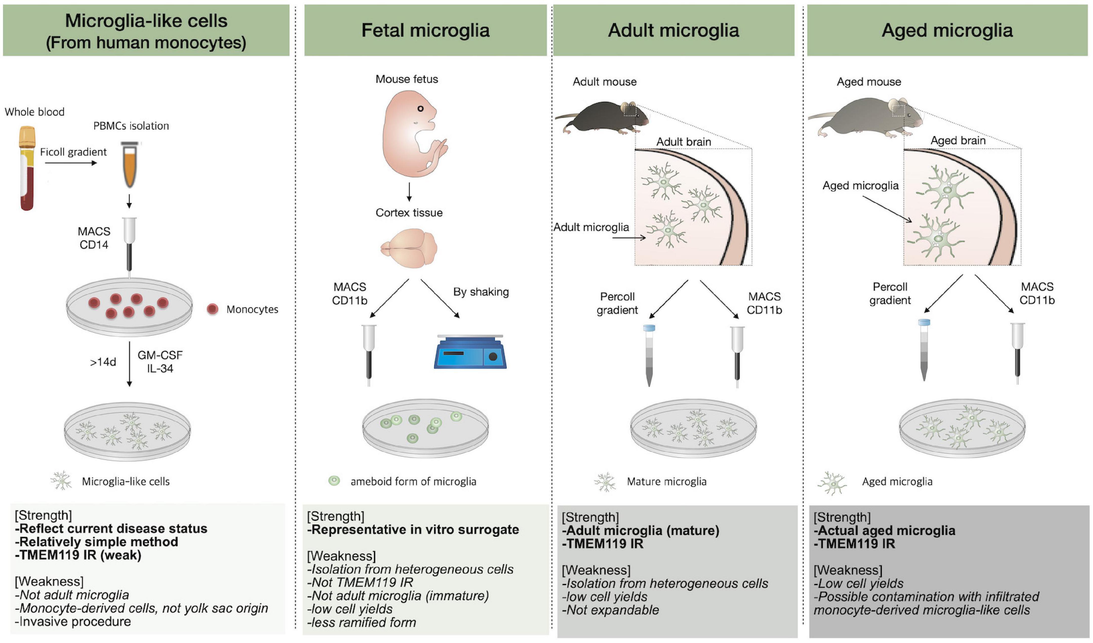 In vitro и in vivo