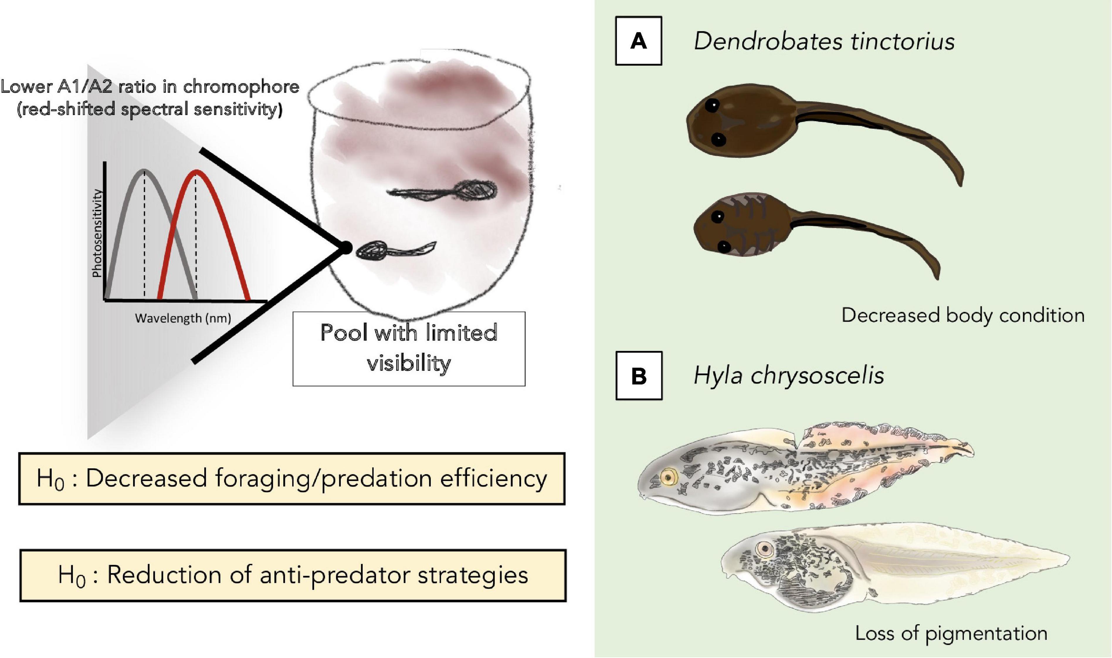 which is a good hypothesis for this tadpole experiment