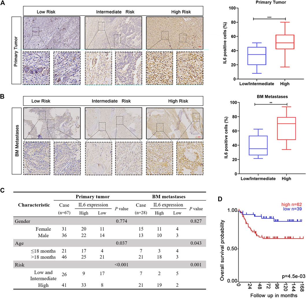 Frontiers | Beta-Lapachone Attenuates BMSC-Mediated Neuroblastoma 