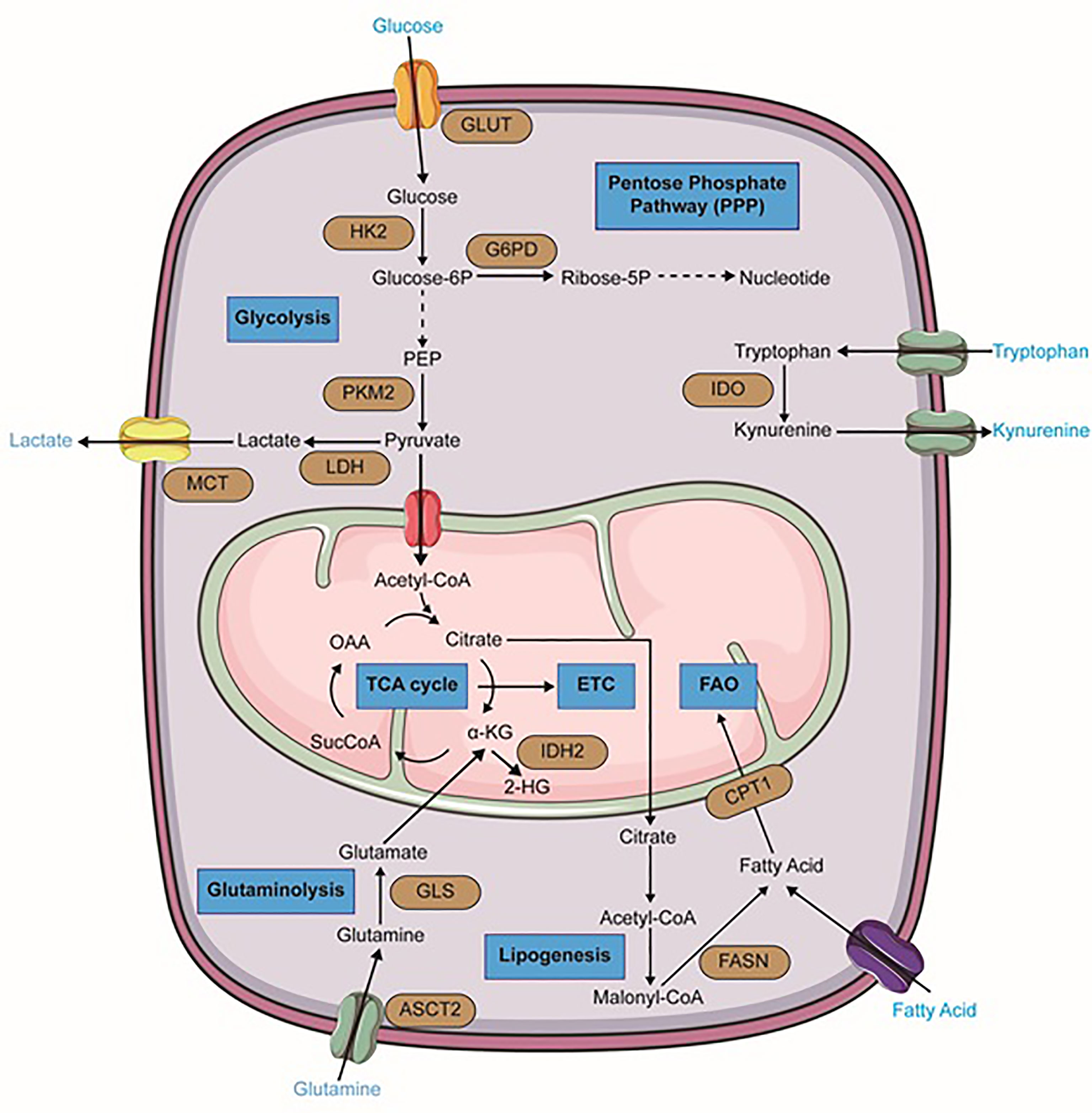 Sterol carrier protein 2: A promising target in the pathogenesis