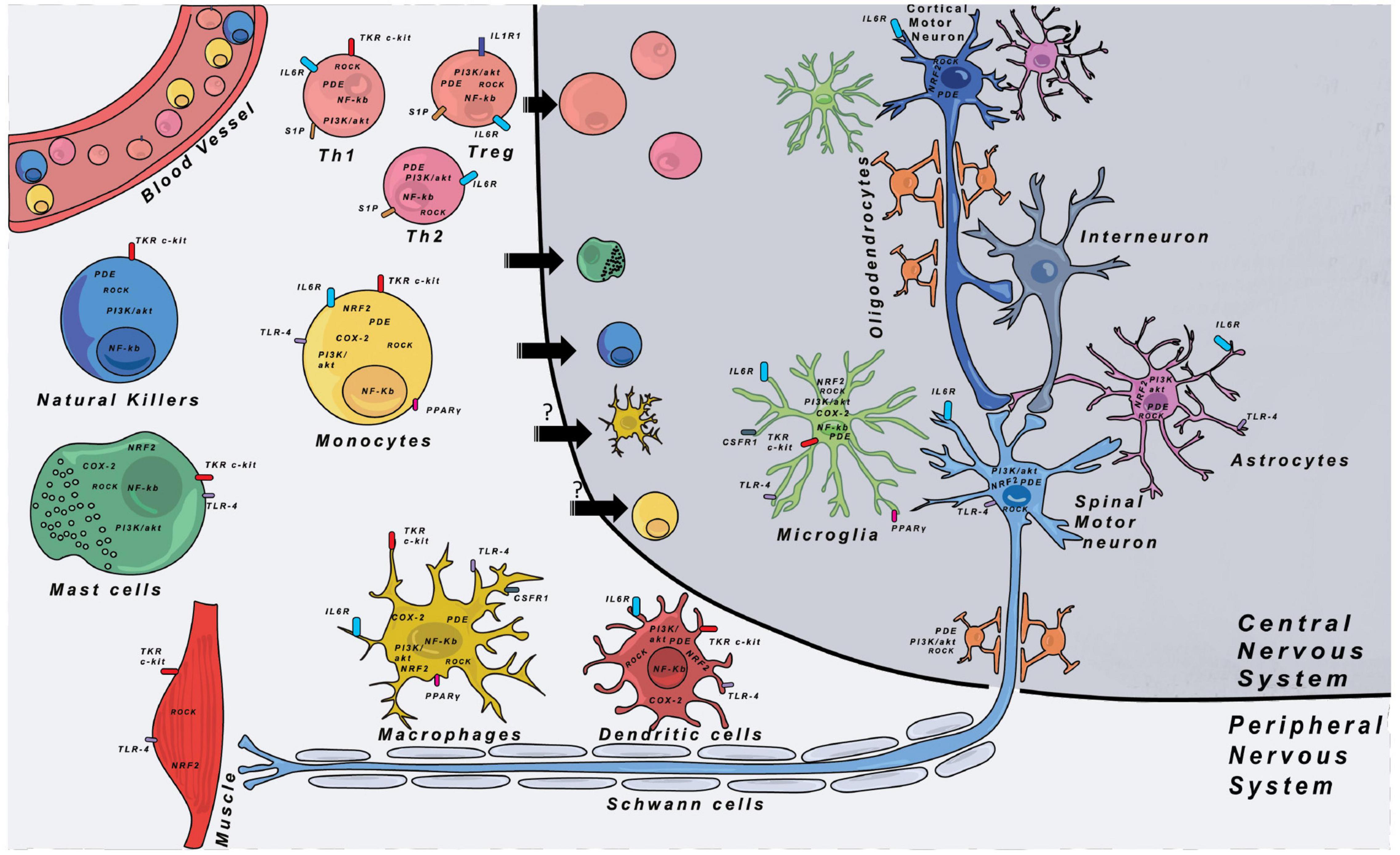 consola terminar doce Frontiers | Neuroinflammation in Amyotrophic Lateral Sclerosis and  Frontotemporal Dementia and the Interest of Induced Pluripotent Stem Cells  to Study Immune Cells Interactions With Neurons