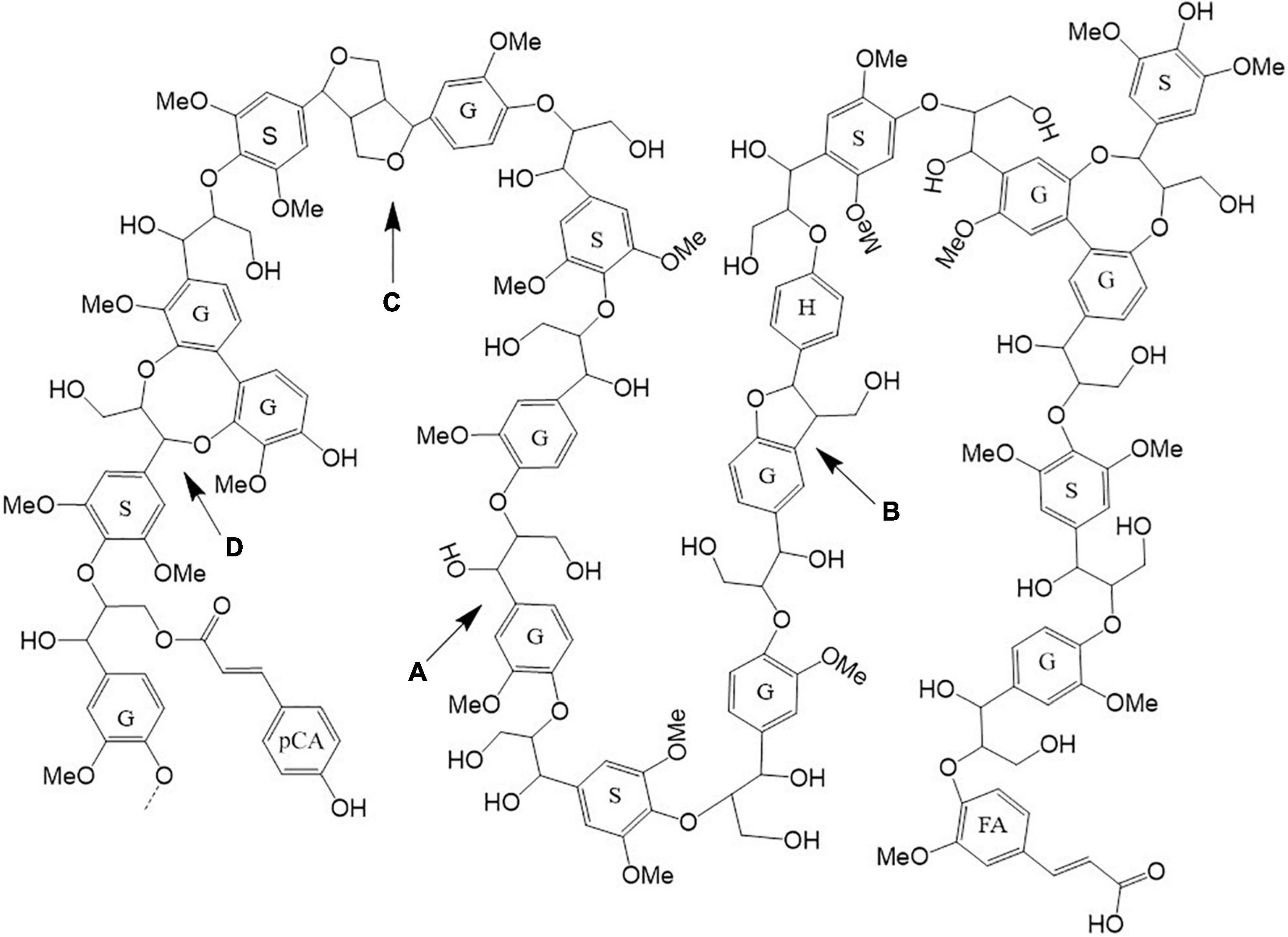 Plant Cell Wall Polysaccharides as Biofuels and Biomaterials