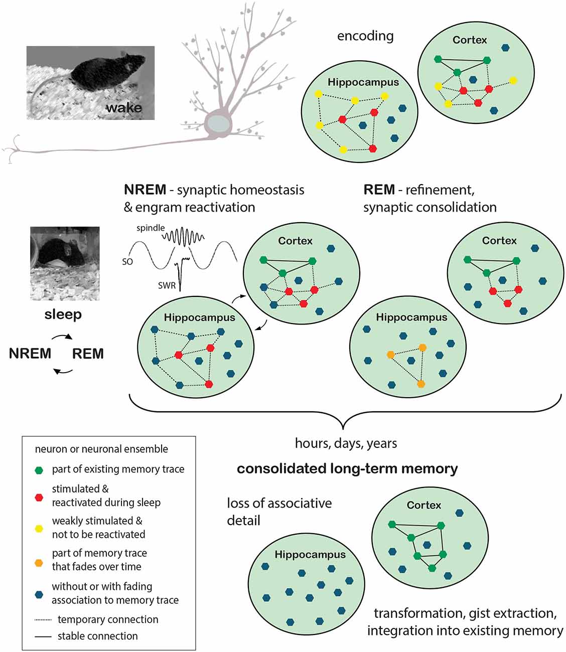 Forgotten memory storage and retrieval in Drosophila