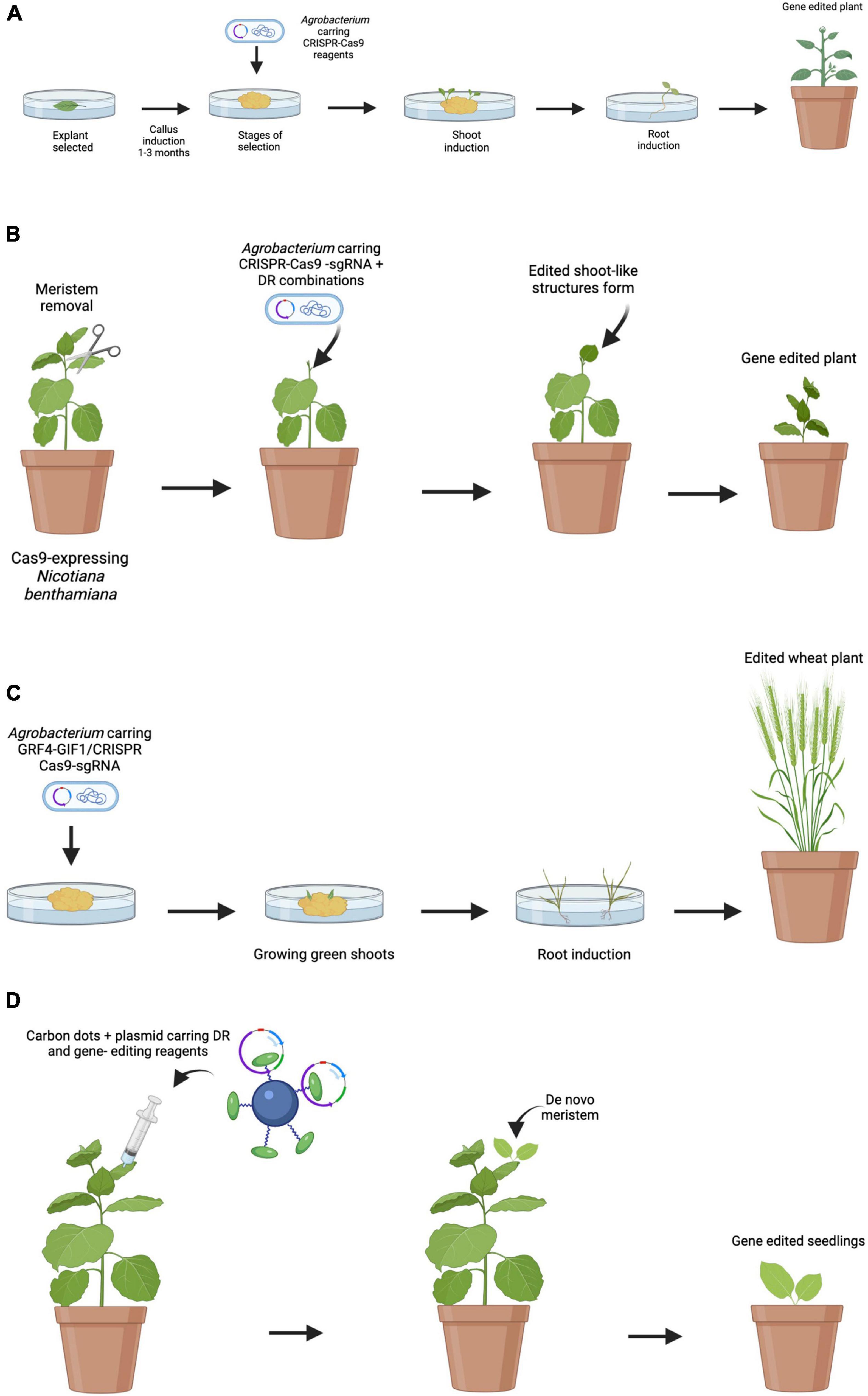 Frontiers | New Technologies and Strategies for Grapevine Breeding ...