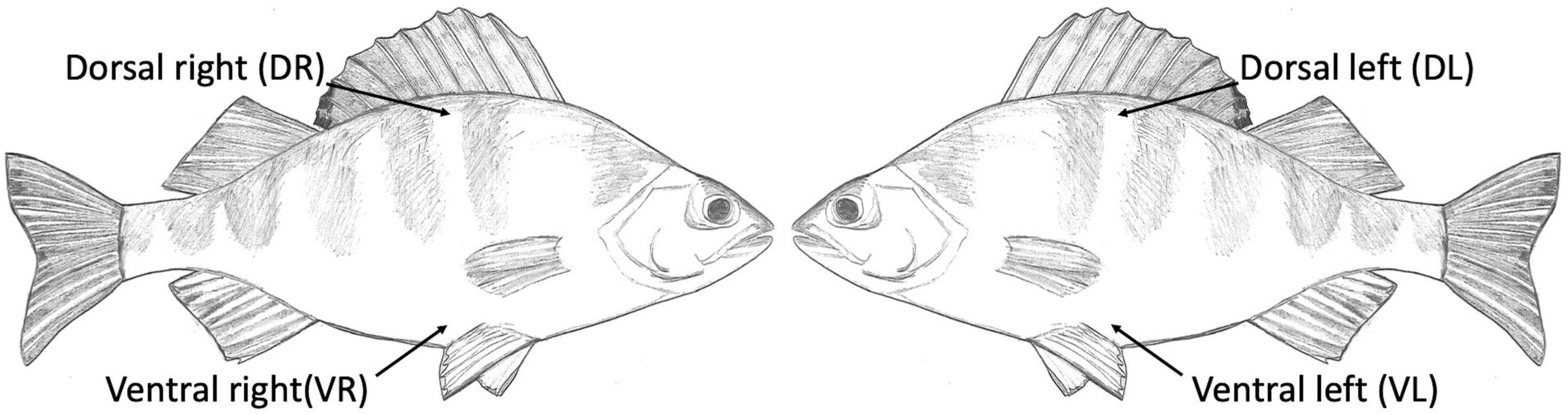 www.frontiersin.org