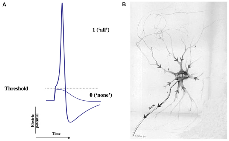 Figure 2 - Nerve impulse and nerve cell.