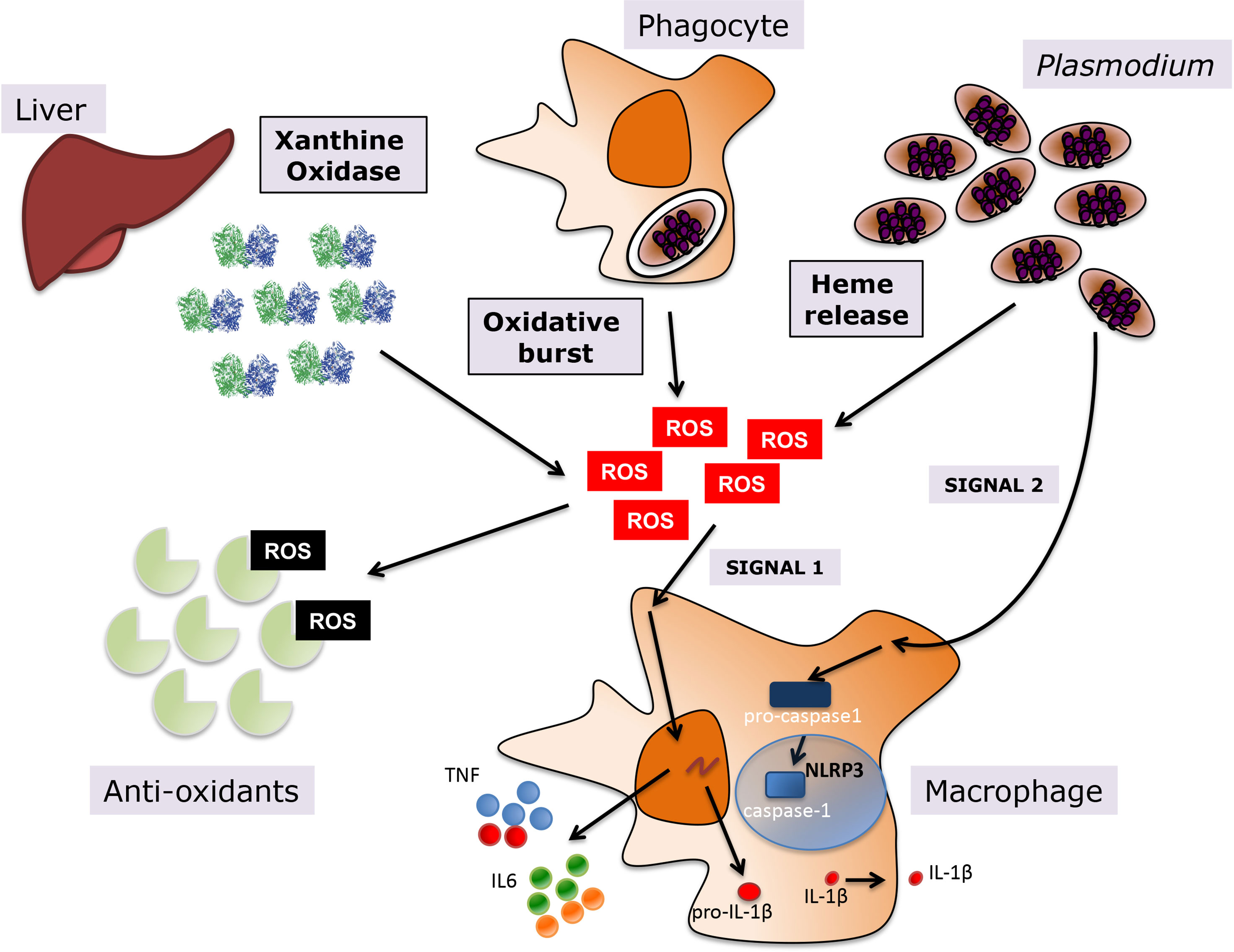 Extra high superoxide dismutase in host tissue is associated with