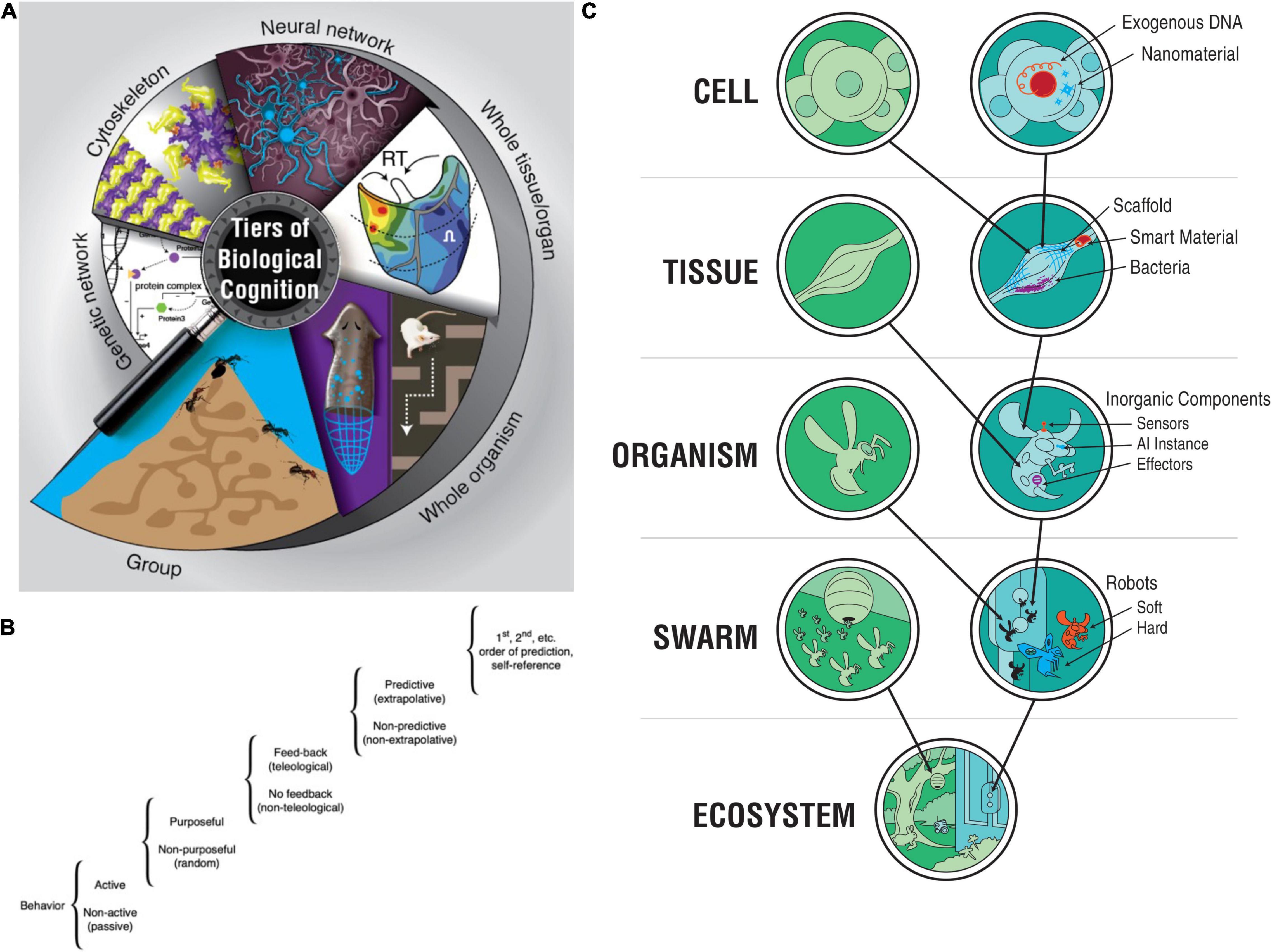 How the Mind Emerges from the Brain's Complex Networks