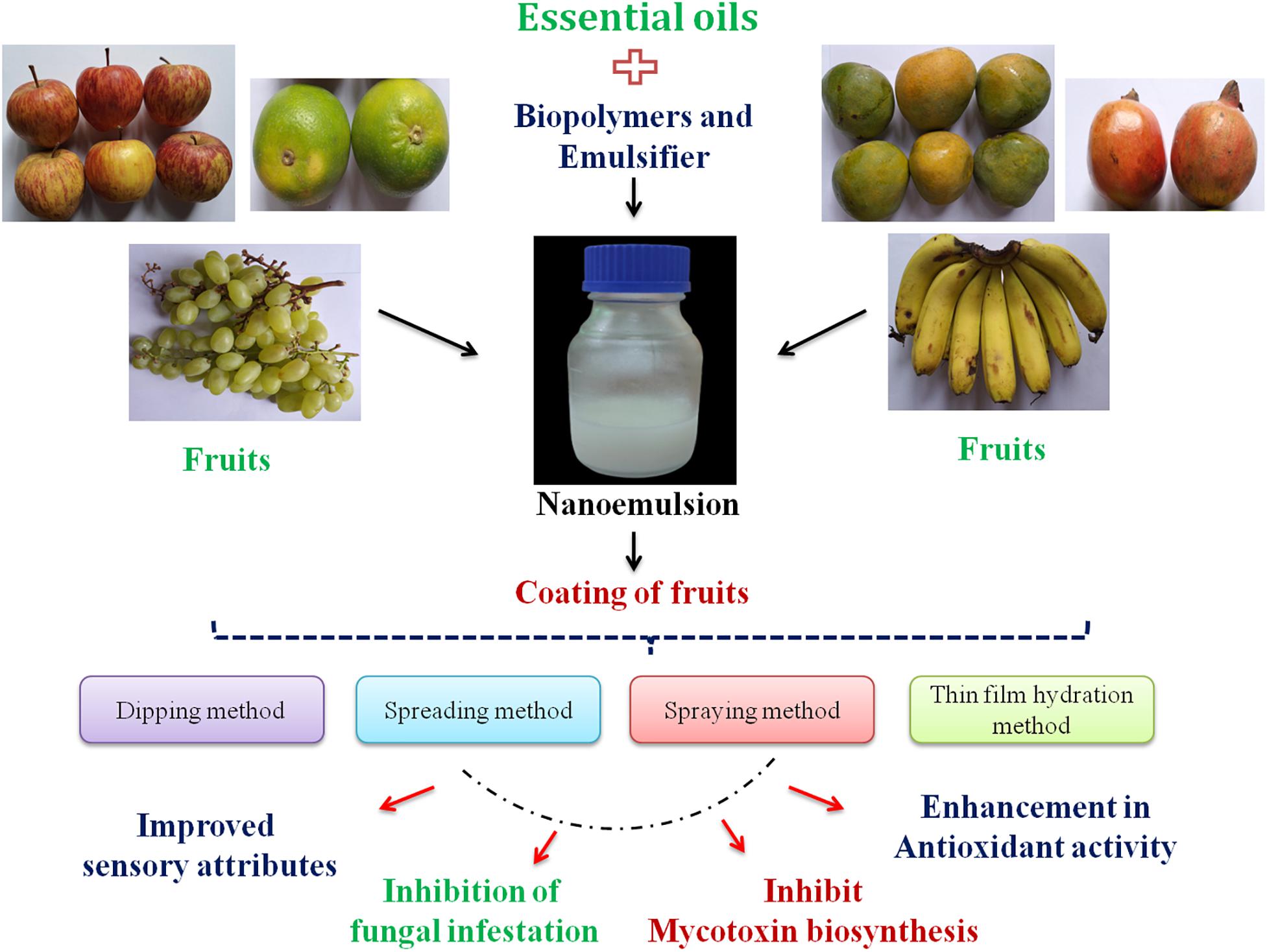 Insight Into The Multiple Uses Of Orange Essential Oil - Organic