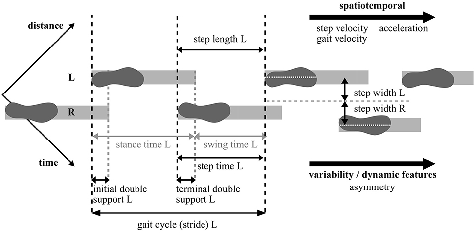 Solved EXERCISE 4 THE BIPEDAL GAIT Work in a group to