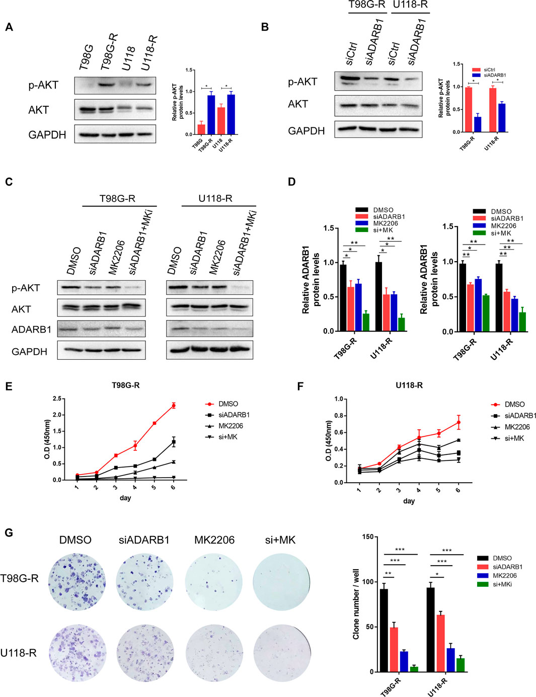 Frontiers | Aberrant Expression of ADARB1 Facilitates Frontiers | Aberrant Expression of ADARB1 Facilitates