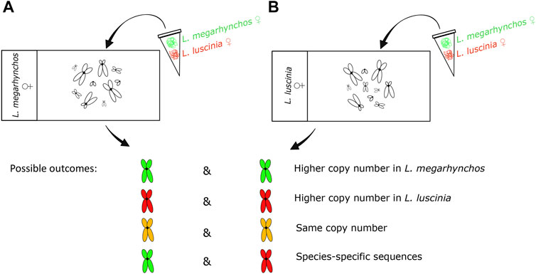 PDF) Comparative karyotype analysis of three Passiflora L. species and  cytogenetic characterization of somatic hybrids