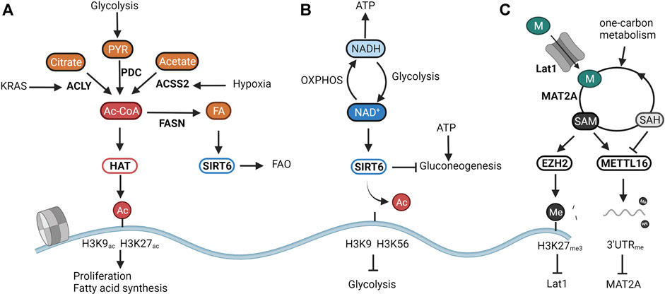 Genes involved in histone acetylation known to cause rare diseases