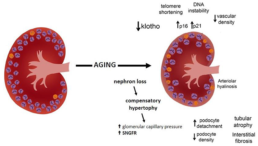 Frontiers Glomerular Filtration In The Aging Population 41 OFF