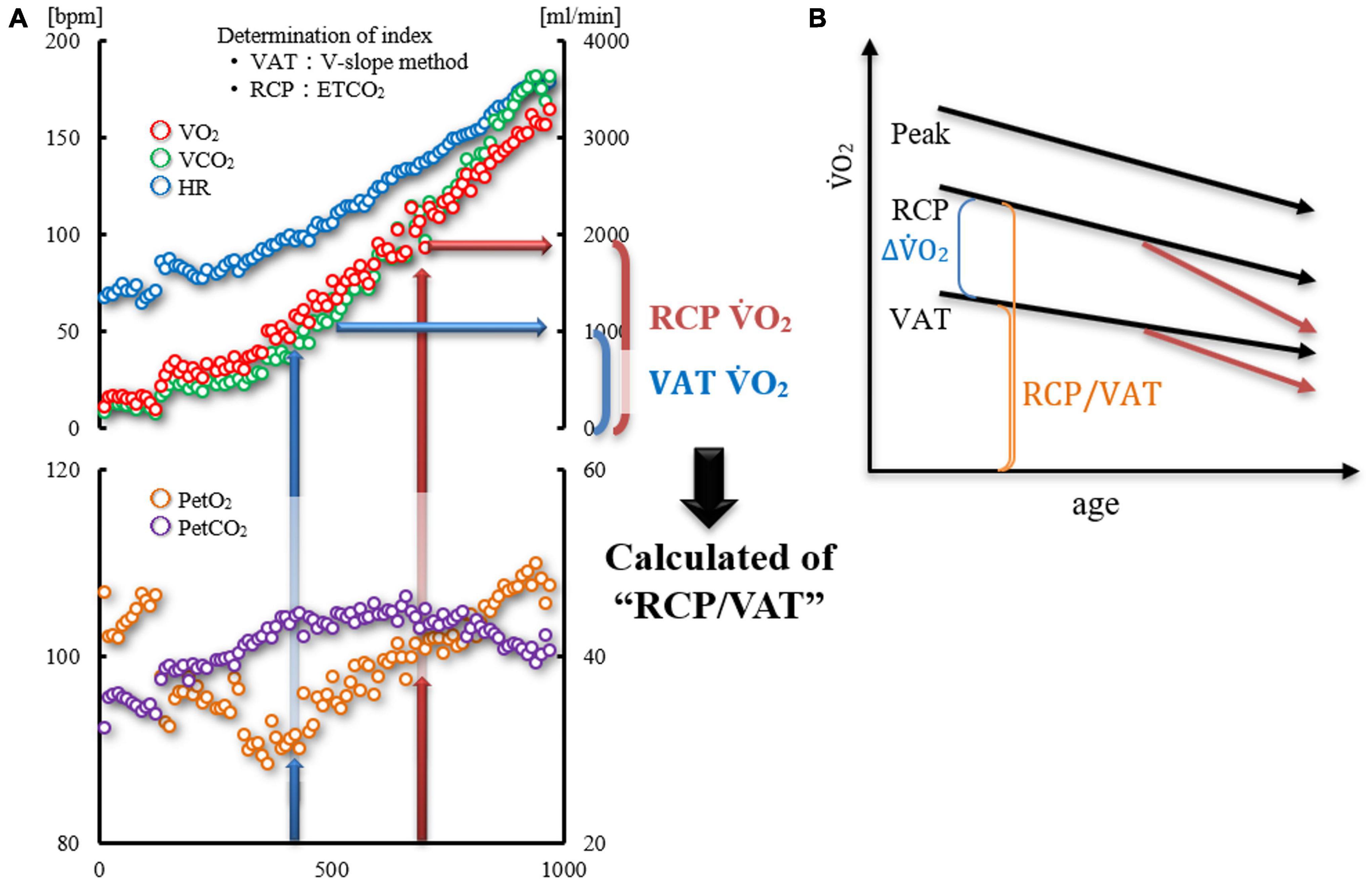 Frontiers The Ratio Of Oxygen Uptake From Ventilatory Anaerobic Threshold To Respiratory Compensation Point Is Maintained During Incremental Exercise In Older Adults