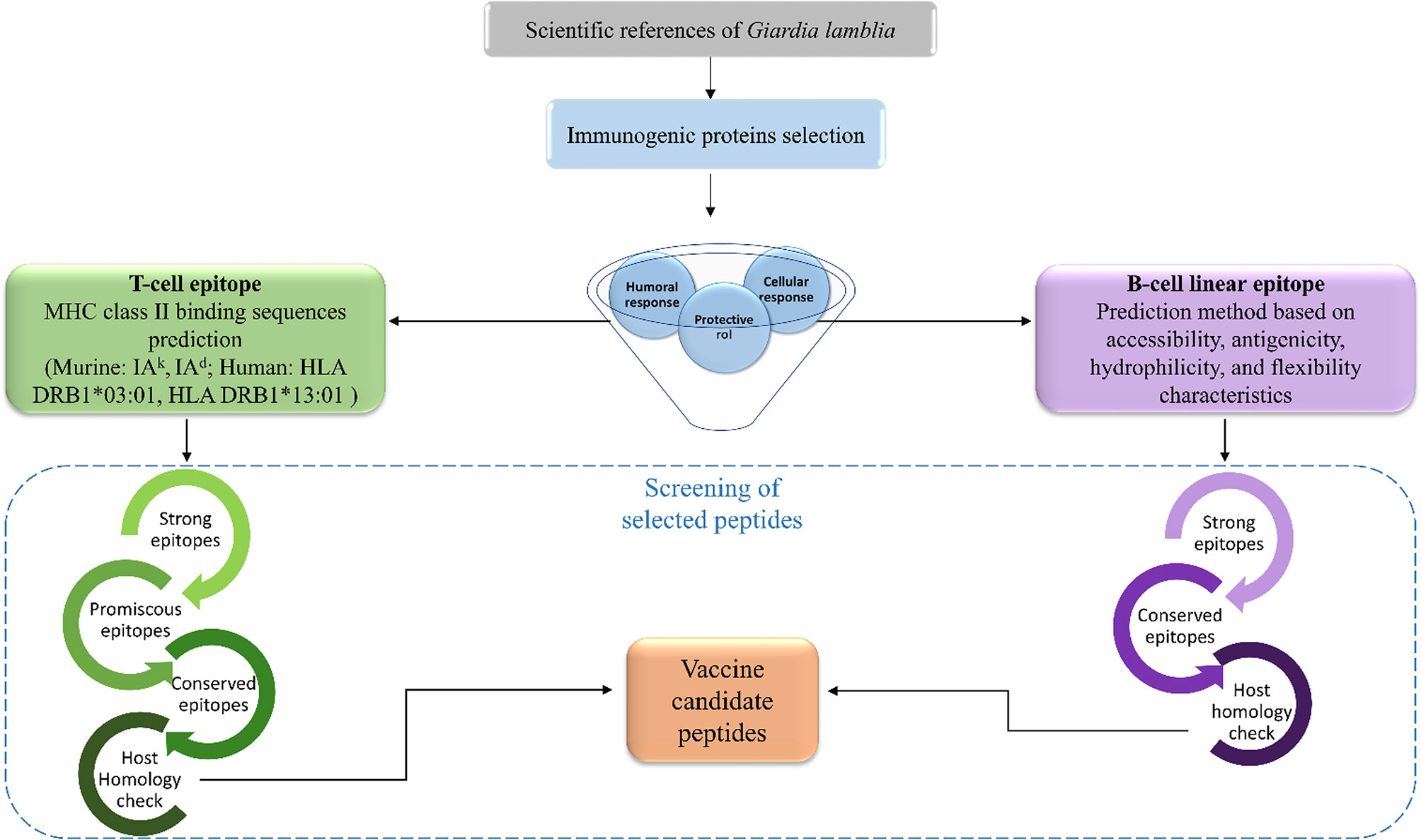Frontiers | “Immunoinformatic Identification of T-Cell and B-Cell Epitopes  From Giardia lamblia Immunogenic Proteins as Candidates to Develop  Peptide-Based Vaccines Against Giardiasis”
