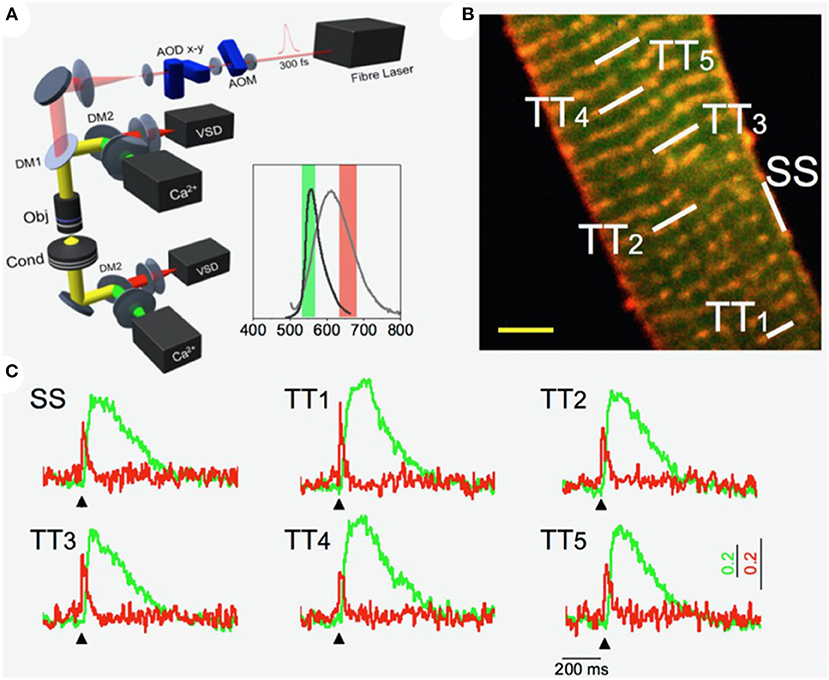 Optical Electrophysiology: Toward the Goal of Label-Free Voltage Imaging