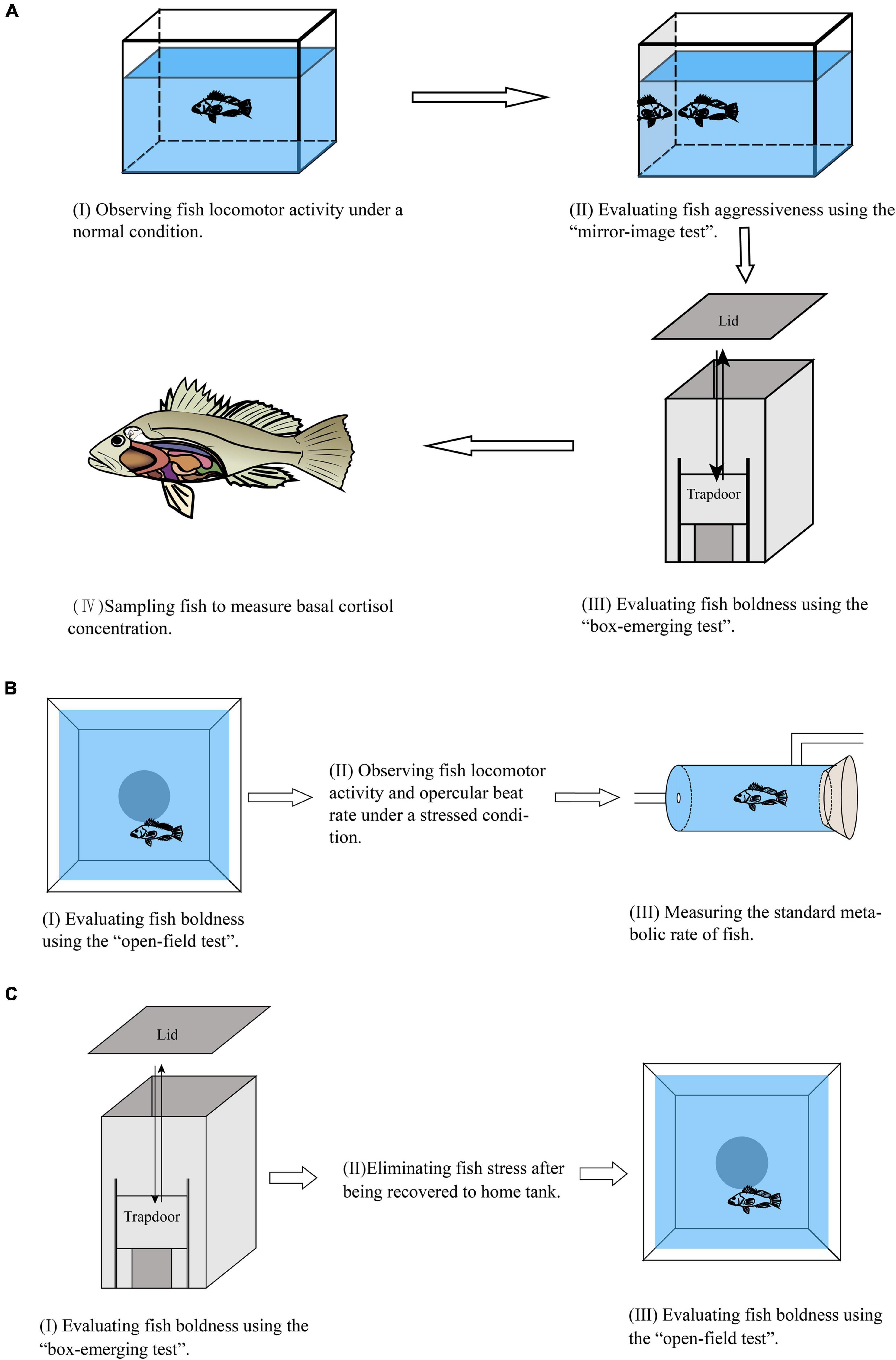 Frontiers  Boldness Predicts Aggressiveness, Metabolism, and Activity in  Black Rockfish Sebastes schlegelii