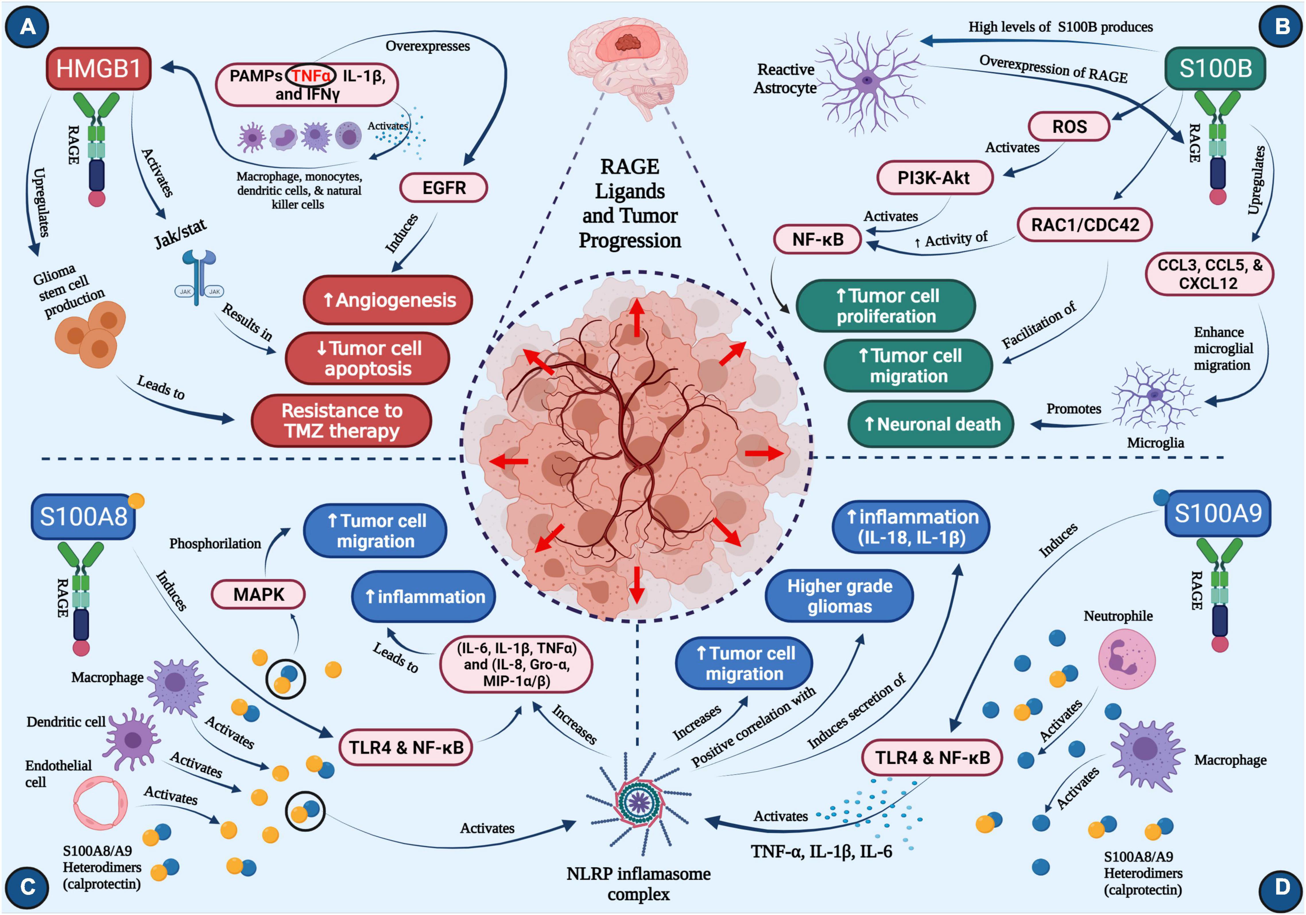 Frontiers | Role of RAGE and Its Ligands on Inflammatory Responses to Brain  Tumors