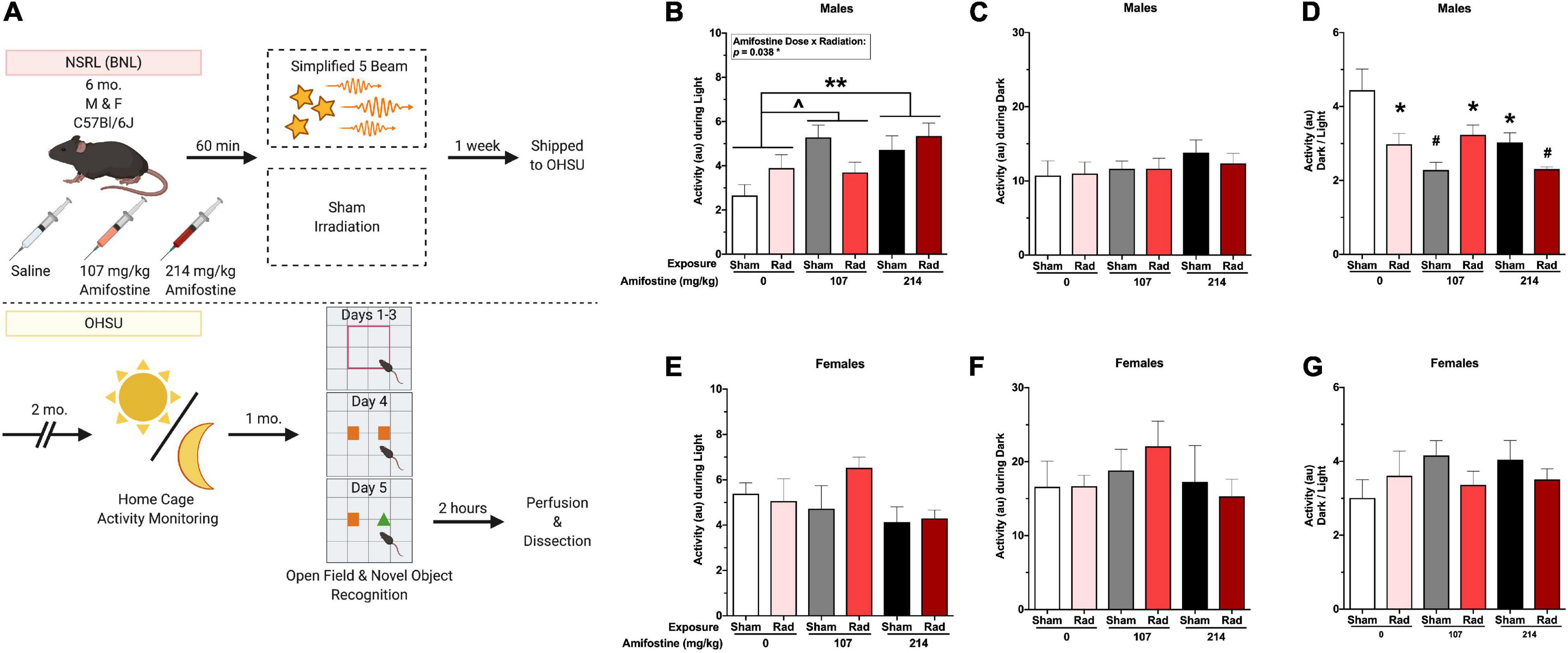Frontiers Amifostine (WR-2721) Mitigates Cognitive Injury Induced by Heavy Ion Radiation in Male Mice and Alters Behavior and Brain Connectivity